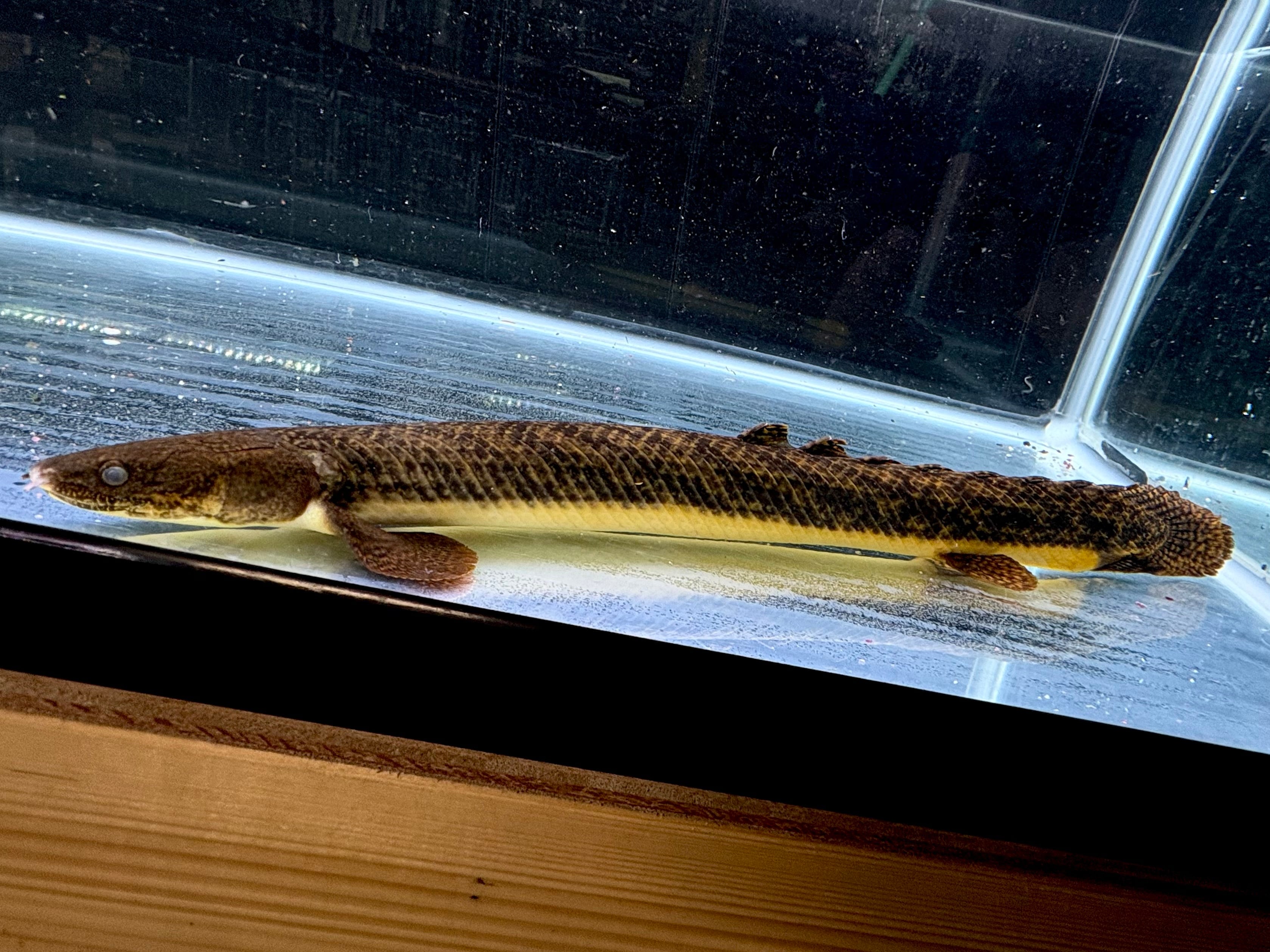 レッドギャラクシーコウタイ 10cm± | AQUASTYLEG