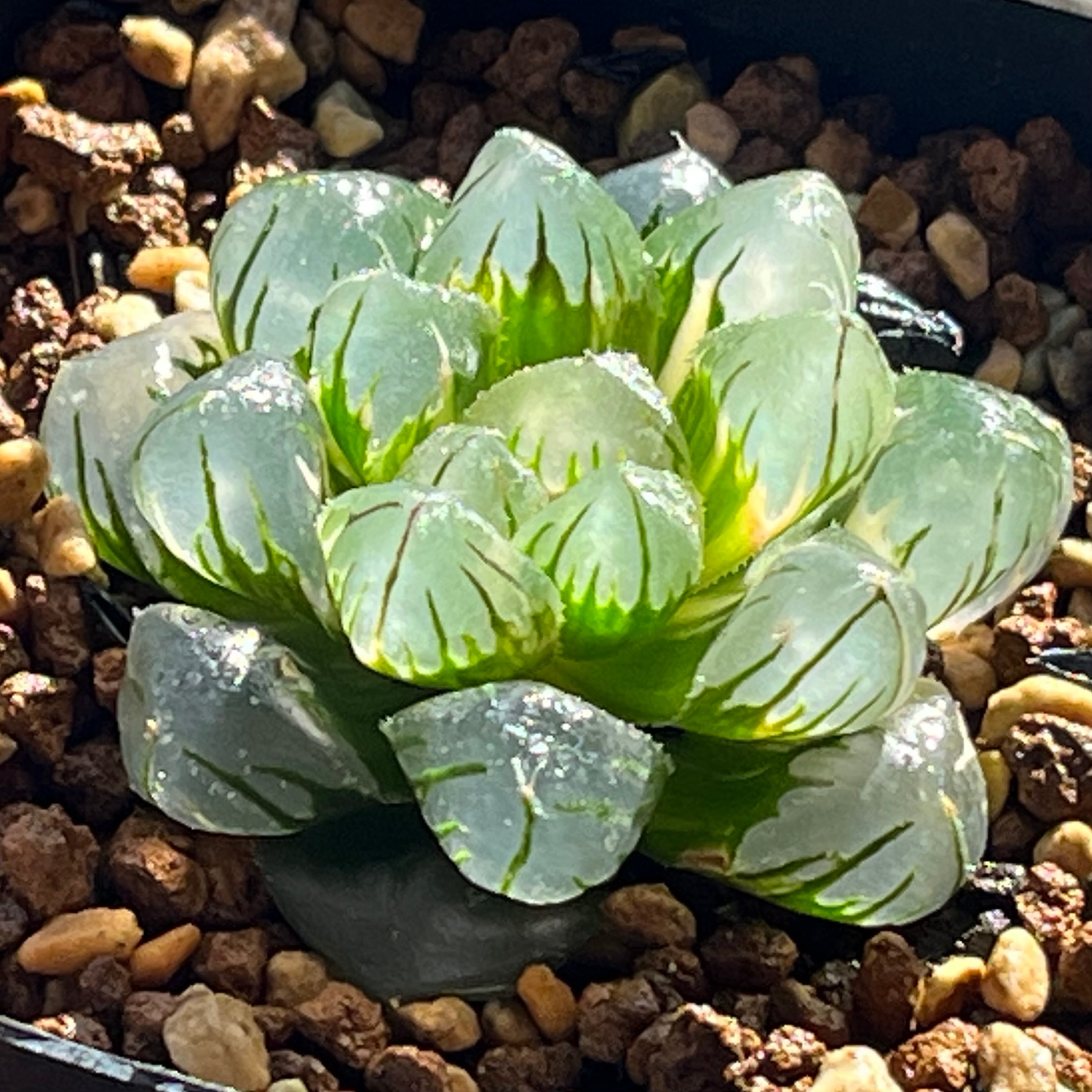 ハオルチア オブツーサ錦 水中の月 | mocono_plants