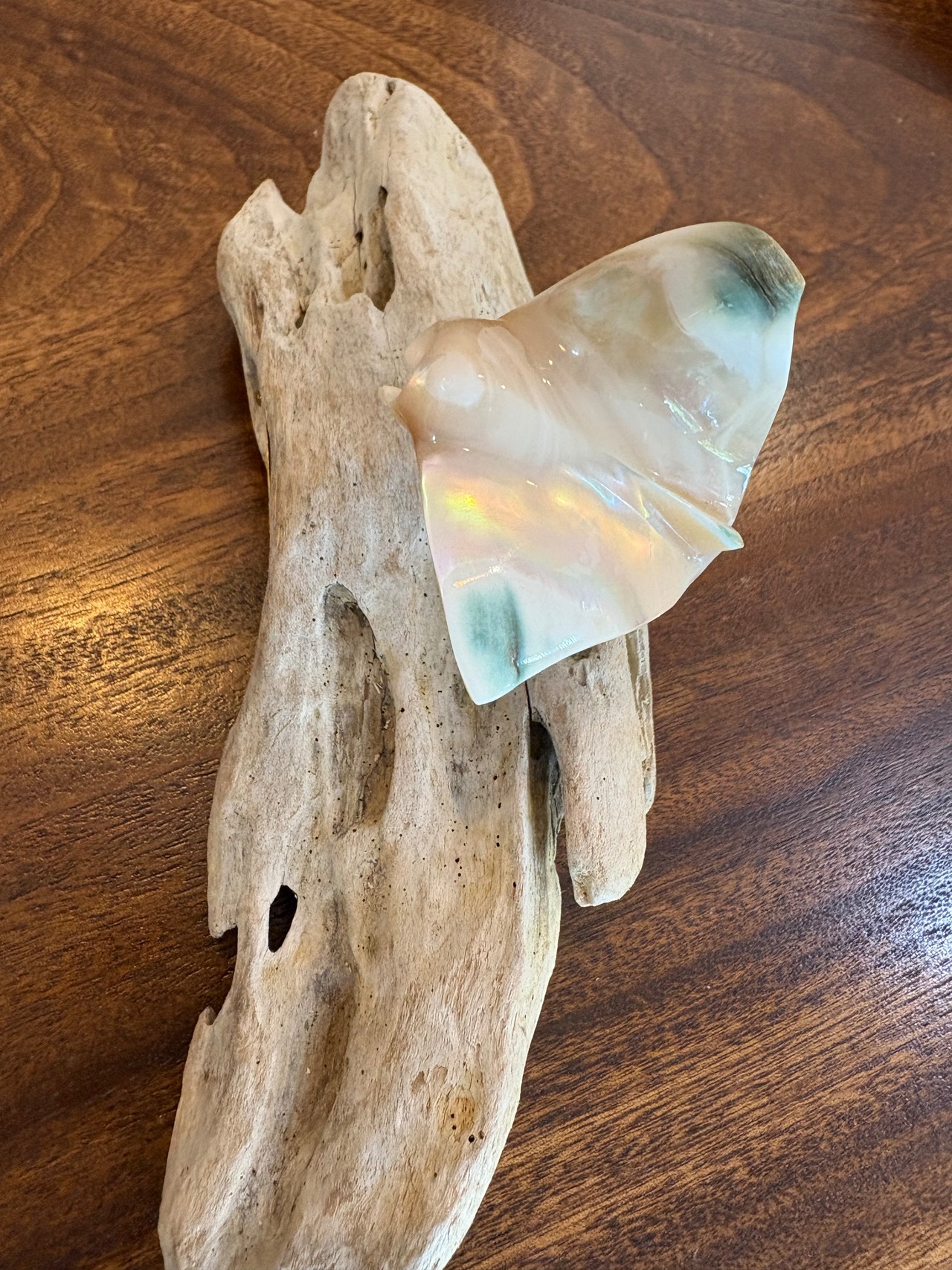 夜光貝マンタのオブジェ　沖縄の思い出に