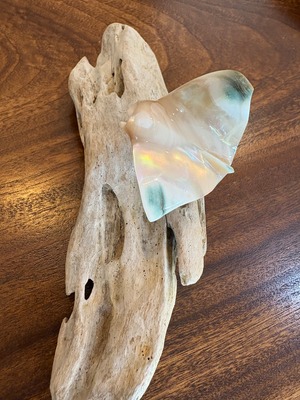 夜光貝マンタのオブジェ　沖縄の思い出に