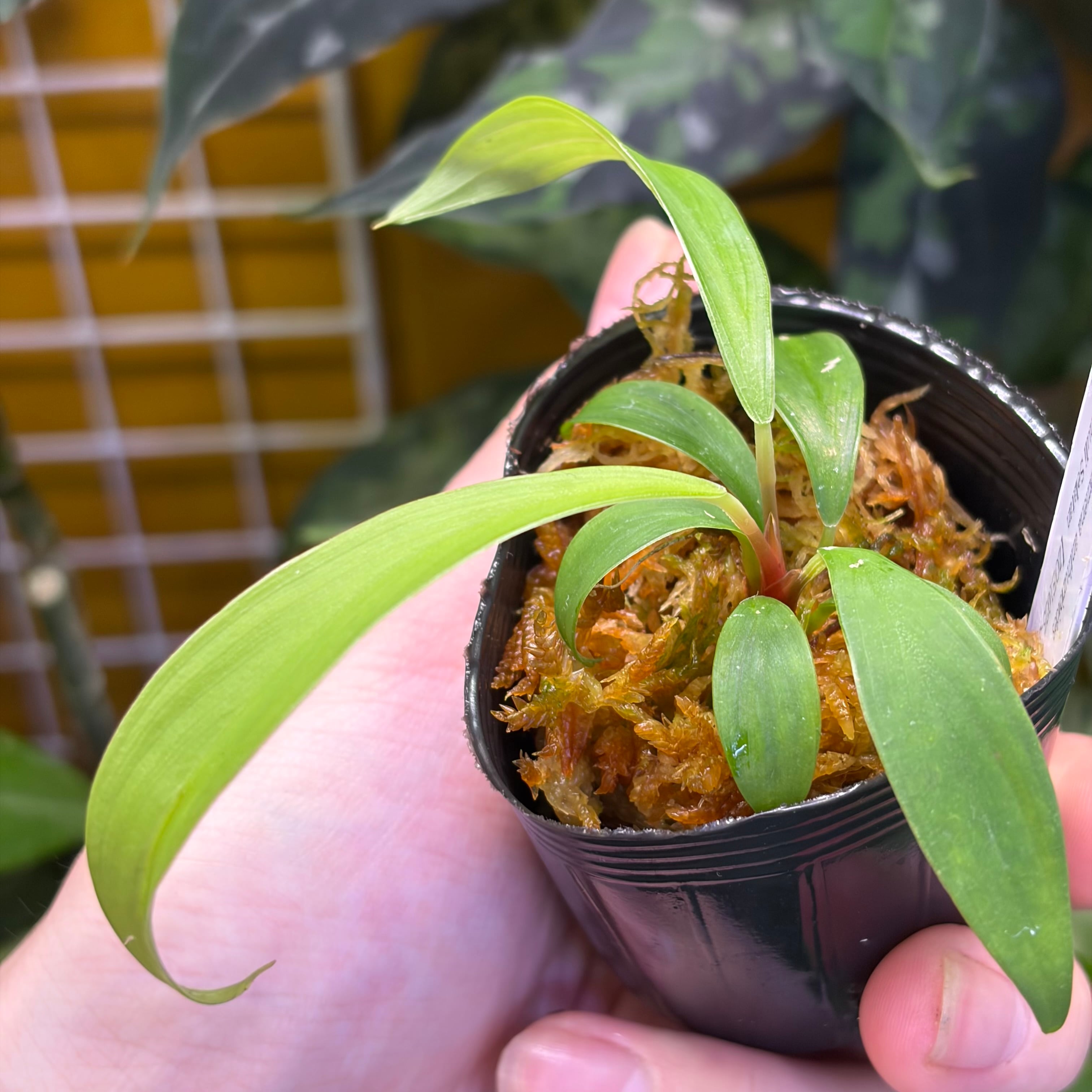 Homalomena anthurioides Tapanuli Selatan 【ZOE1025-3p】 | 熱帯雨林