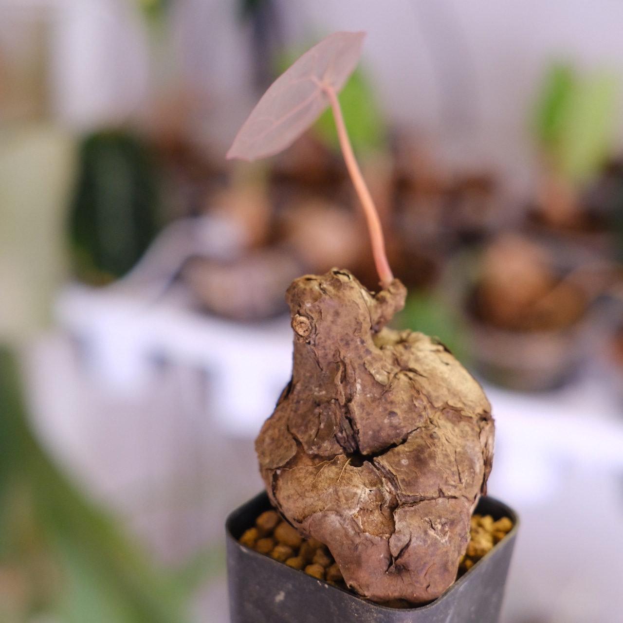 Stephania kaweesakii│ステファニア カウィーサキー│観葉植物