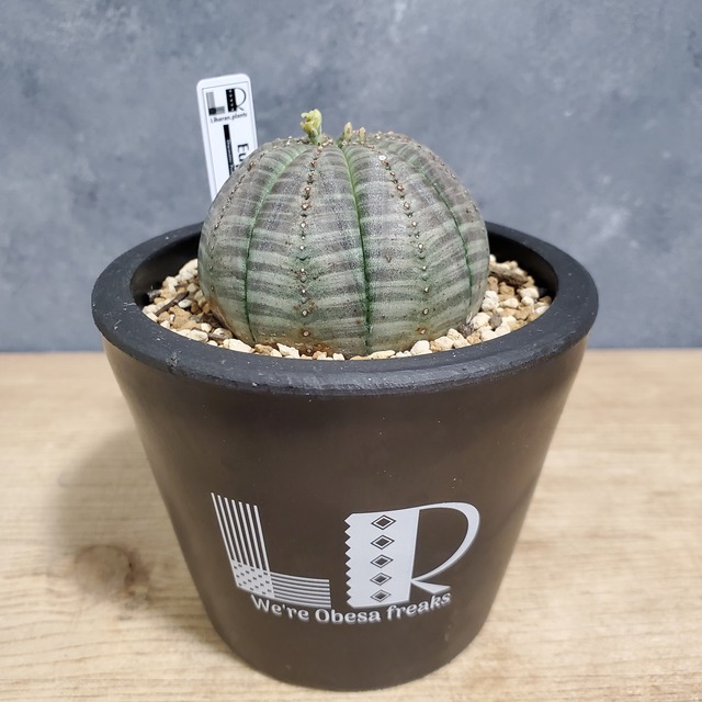 【ノーマル】Euphorbia obesa ユーフォルビア オベサ