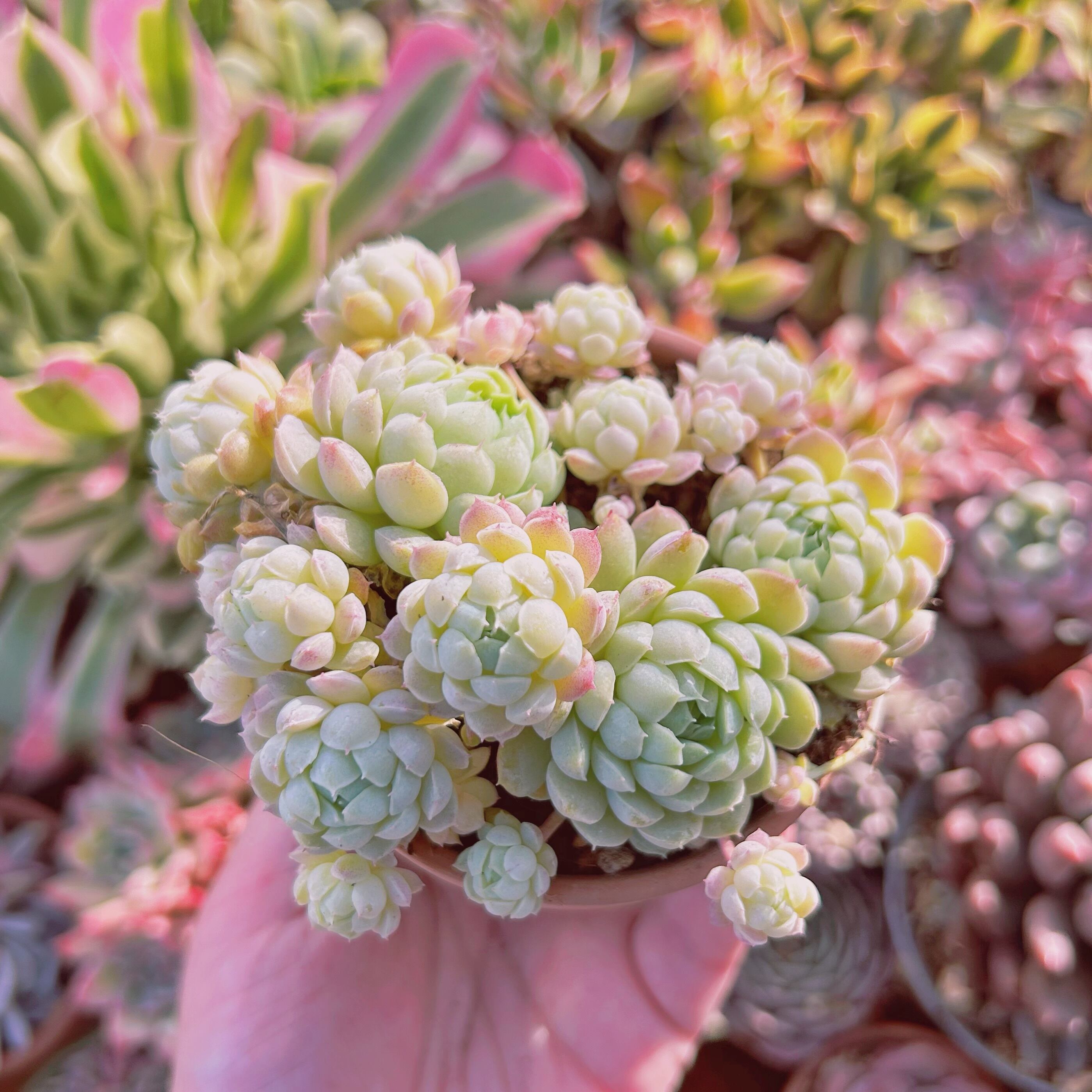 現物　多肉植物　Echeveria  ハチミツボール　抜き苗
