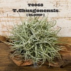 【送料無料】シュスゴネンシスL 〔エアプランツ〕現品発送T0068