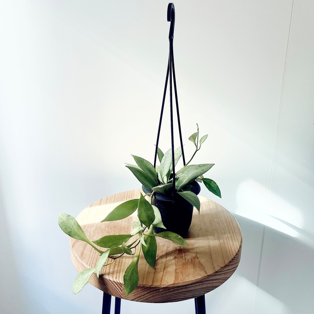 【再入荷】一点限定 ホヤ・ニューギニアゴースト 観葉植物 calm cafe