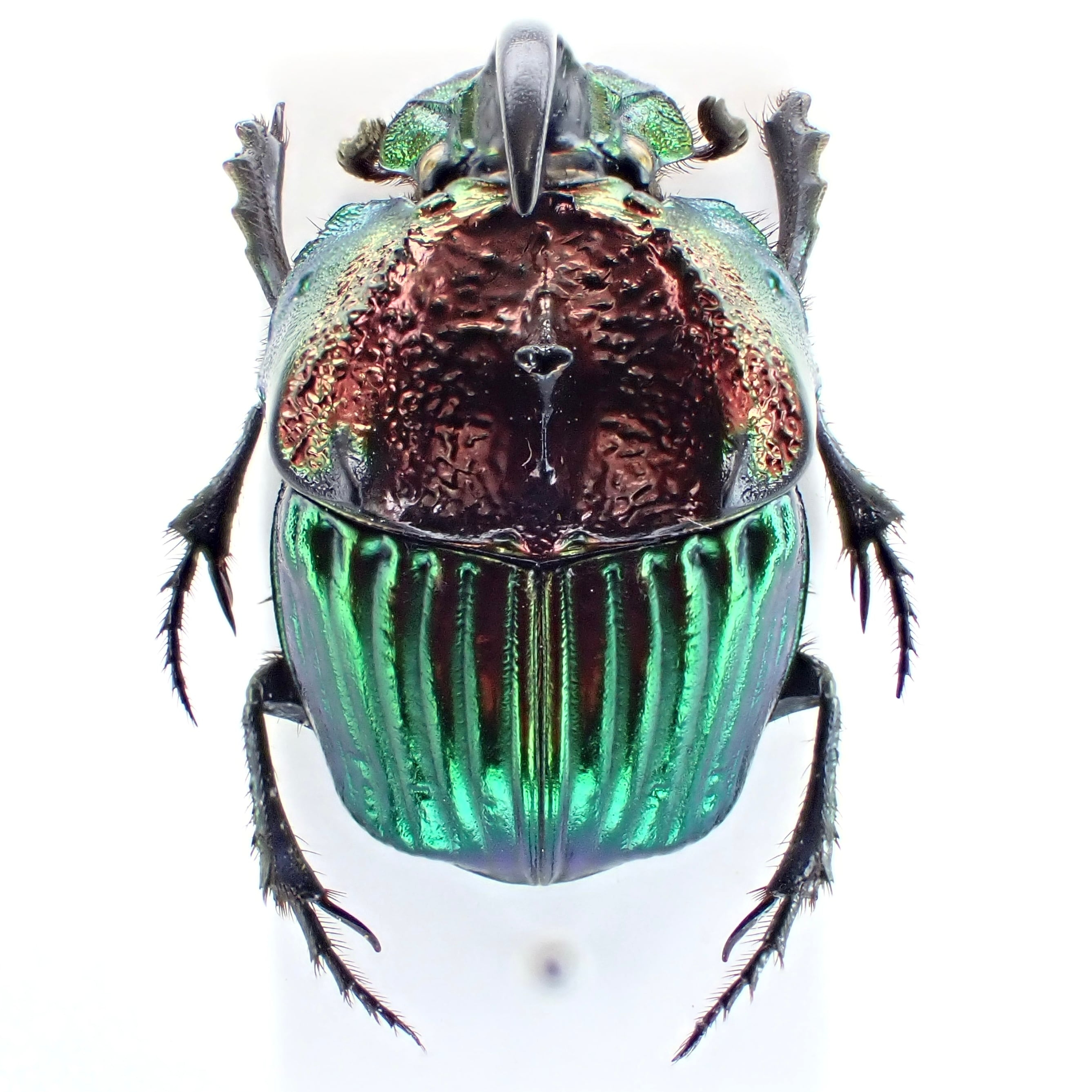 メキシコ産 Phanaeus tridens ♂♀ 15mm/16m 赤緑 | 昆虫標本 Diggers