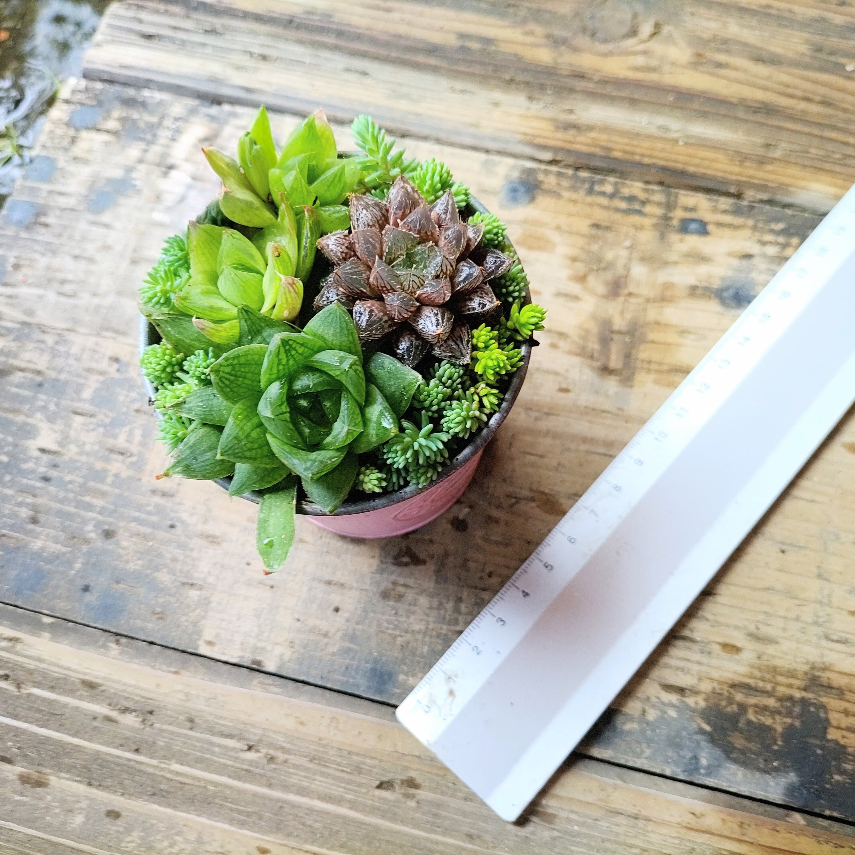 ハオルチア寄せ植え（B） | RuPo 多肉植物専門店