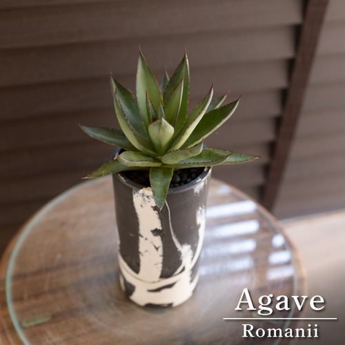 アガベ ロマニー Agave Romanii 2.5号 マーブル樹脂ポット ビザールプランツ 0830BW