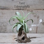 【送料無料】ストレプトフィラ M〔エアプランツ〕現品発送T2017
