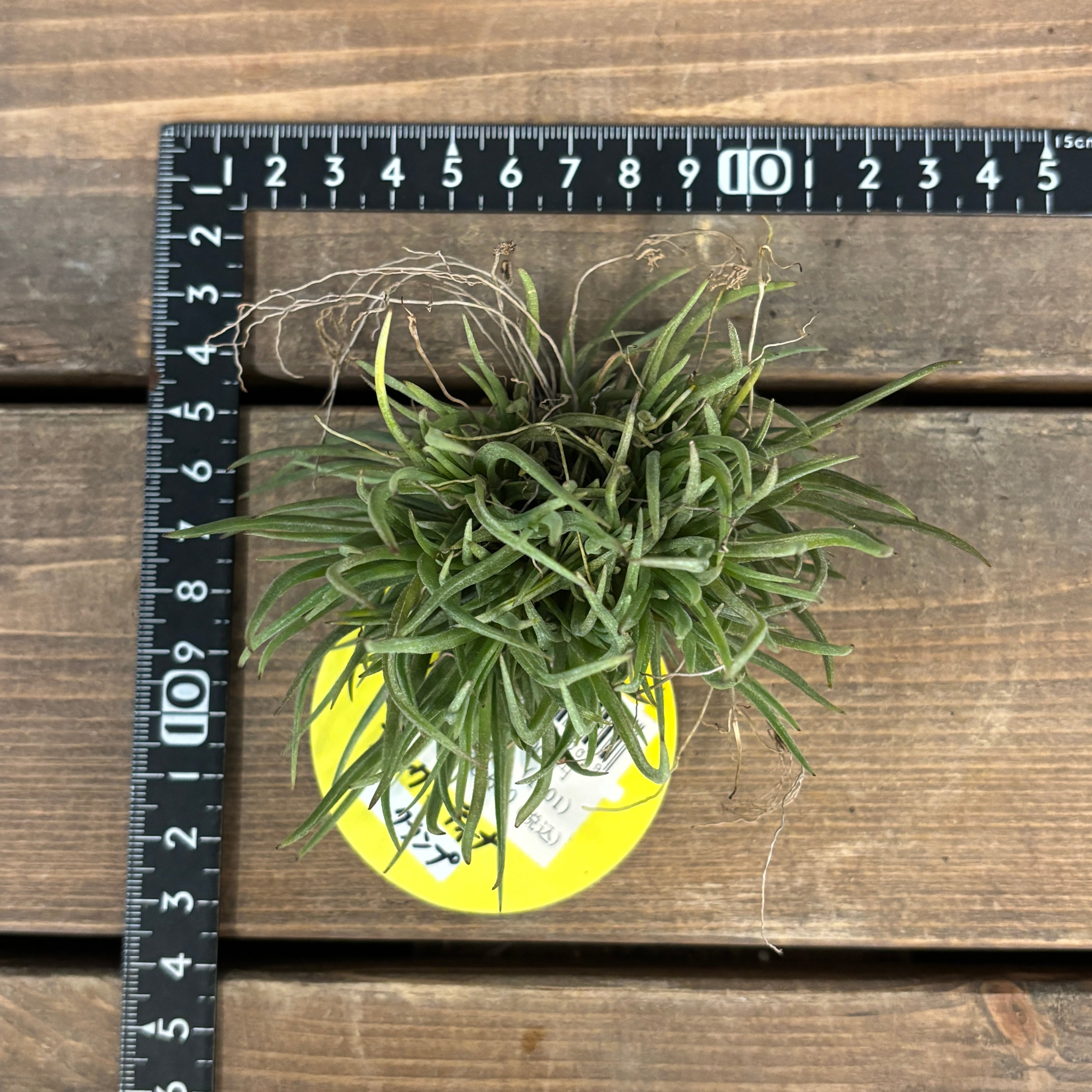 チランジア スプレンゲリアナ 5クランプ ティランジア・スプレンゲリ