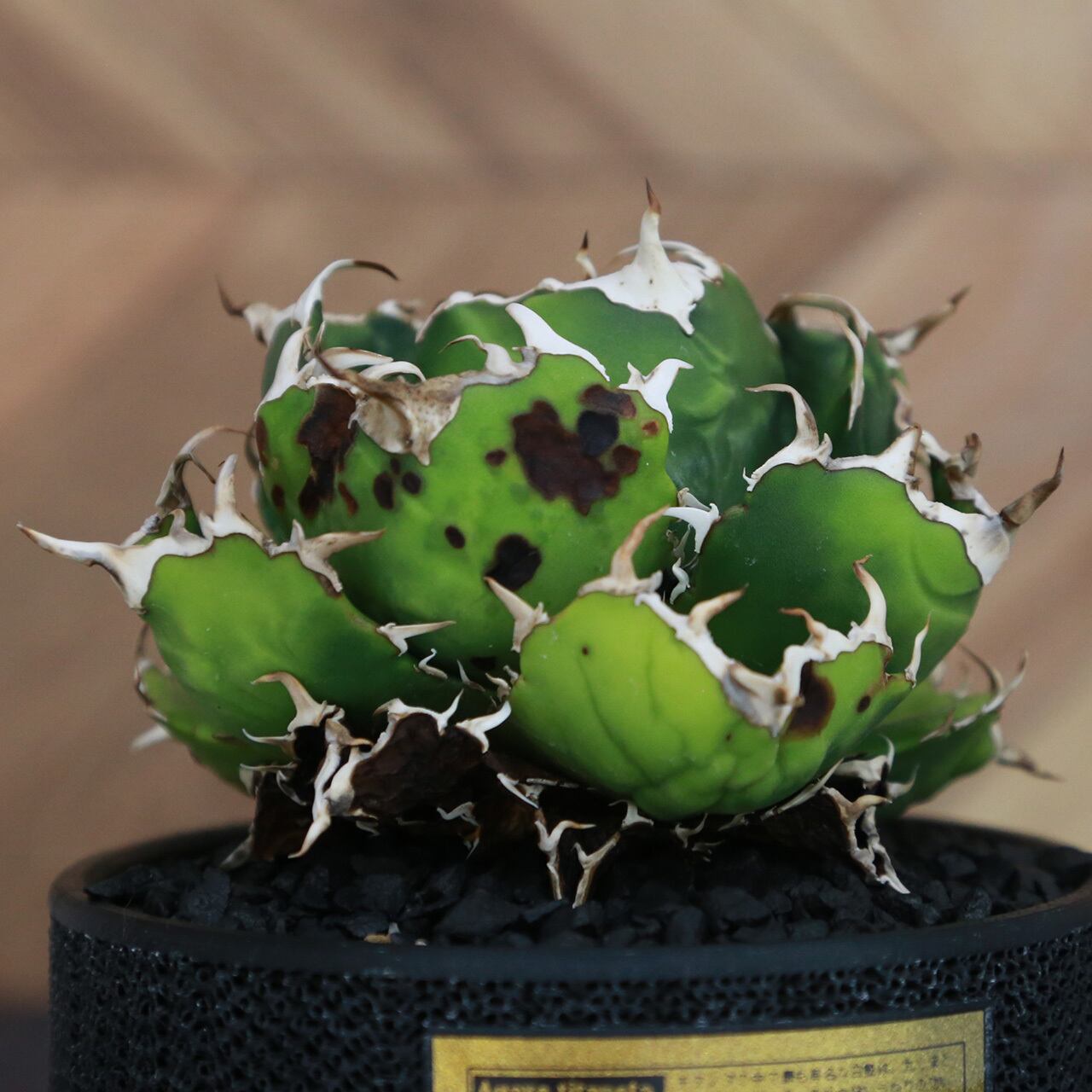 大幅値下げ！アガベ　白鯨　大株　コレクション株　鉢プレゼント 大幅値下げ！アガベ 白鯨 大株 コレクション株 鉢プレゼント