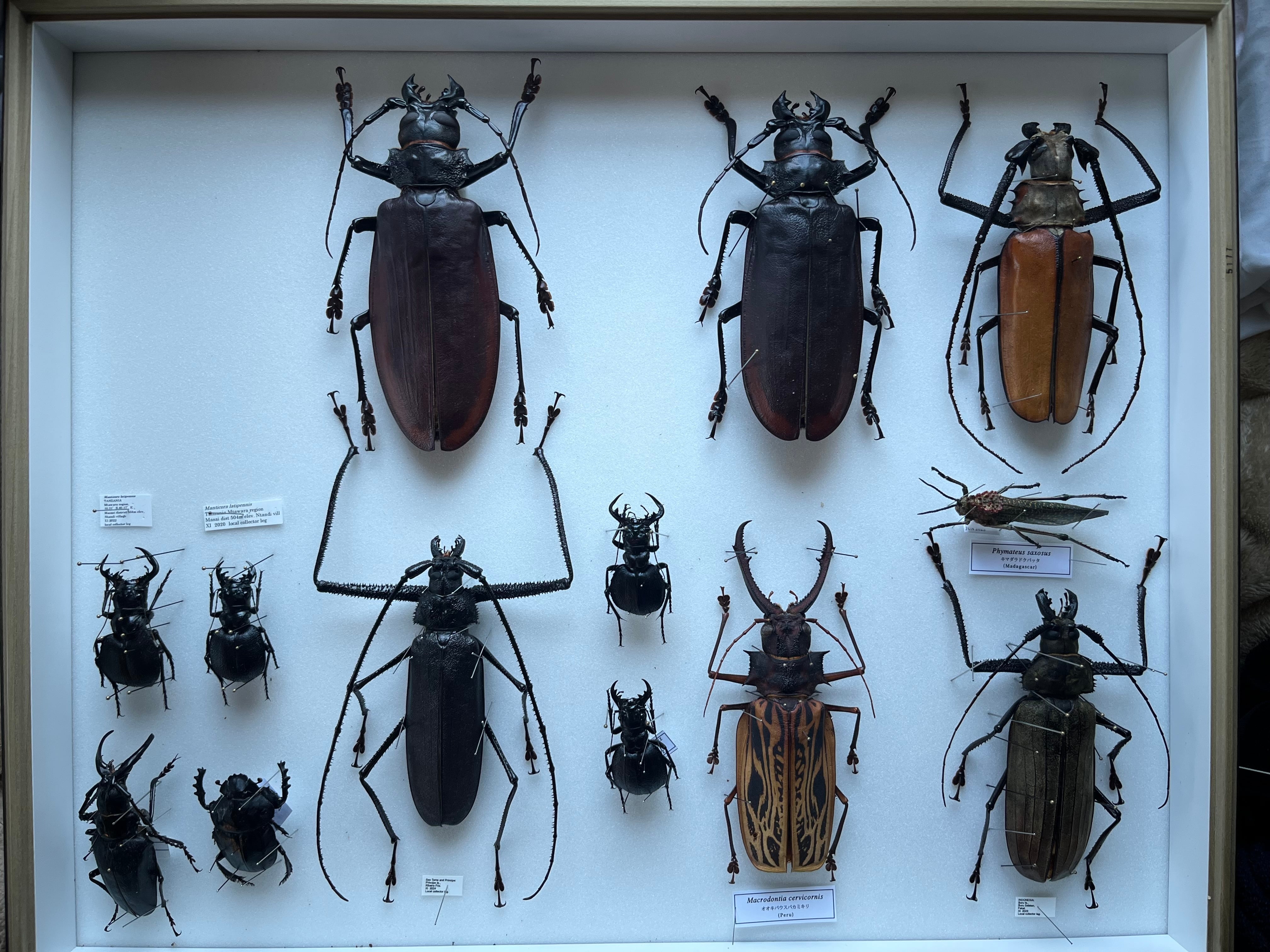 158mm】タイタンオオウスバカミキリ カブトムシクワガタハナムグリ