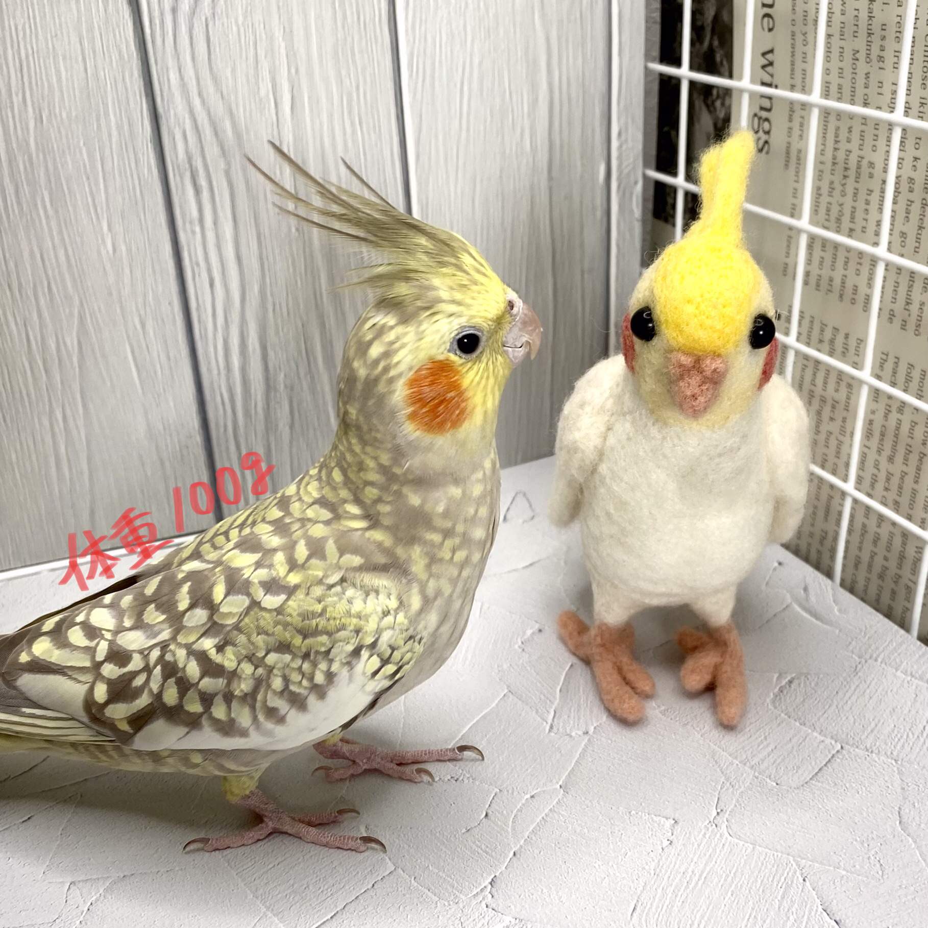 インコちゃんの✩.*˚りんごの止まり木 ショートパーチ細め 14-15mm