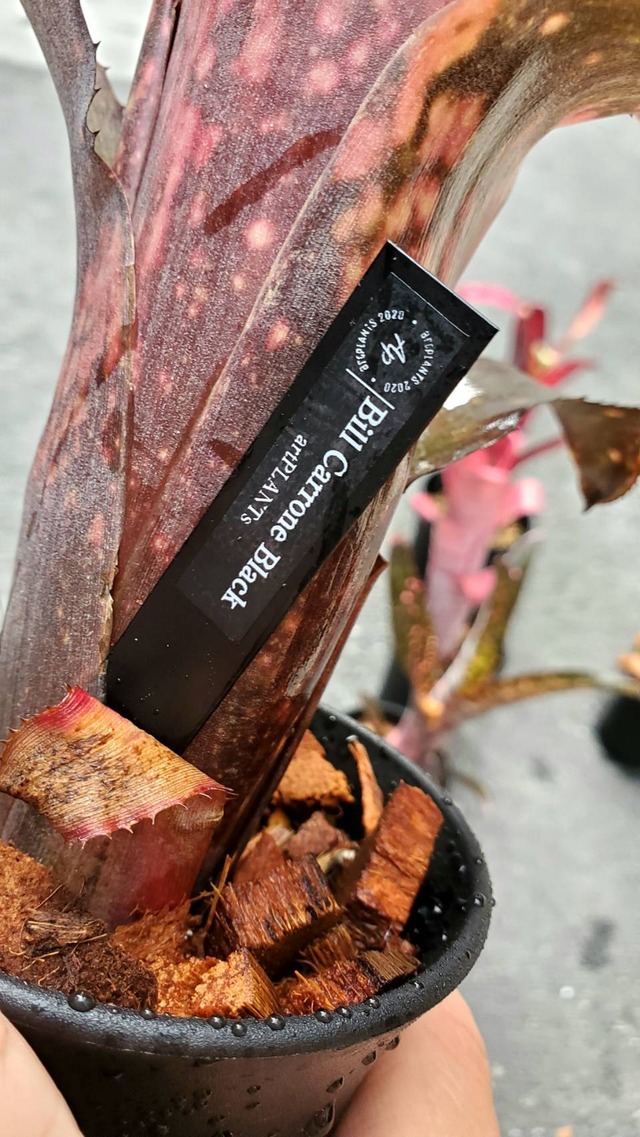 Billbergia Carrone Black【artPLANTs】 ビルベルギア/タンクブロメリア