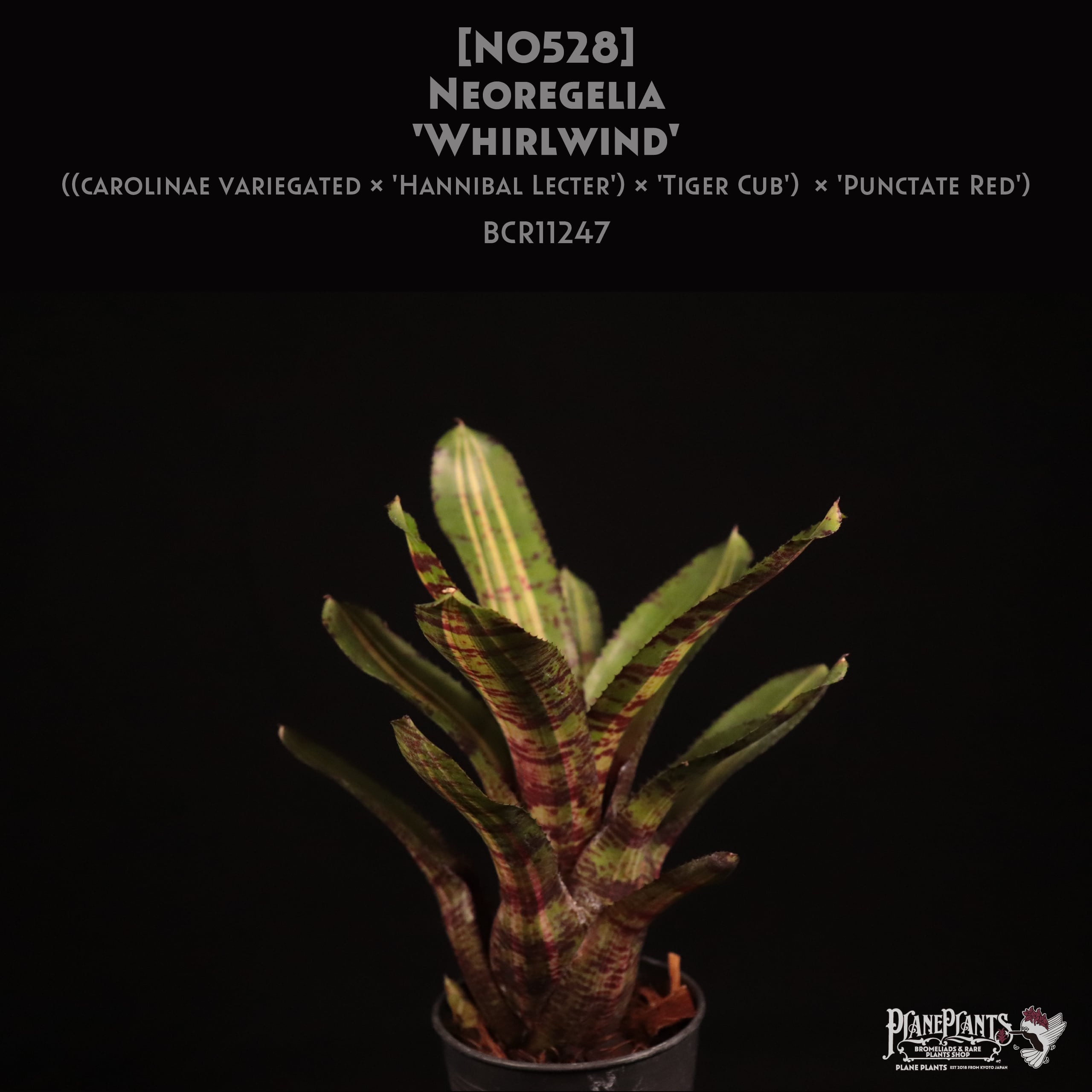 送料無料】Neoregelia 'Whirlwind'〔ネオレゲリア〕現品発送N0528 | PAY ID