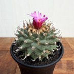 Turbinicarpus alonsoi【ツルビニカルプス・アロンソイ・実生】　