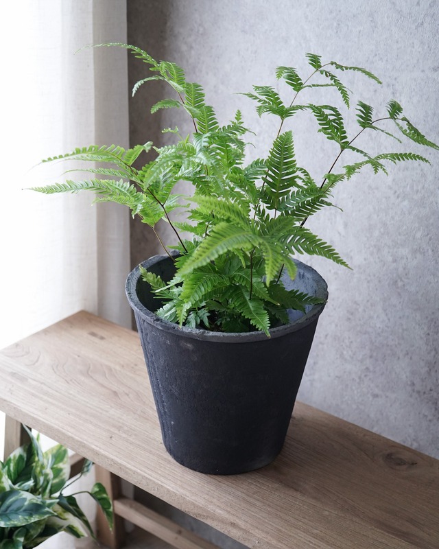 モスポット アザレア　ブラック　φ25cm　【植木鉢】
