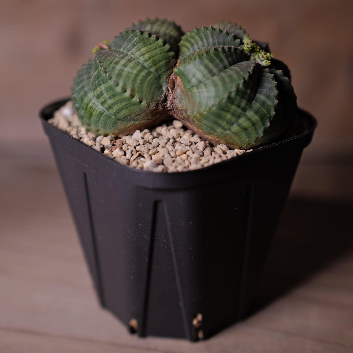 メス株 大株 約9cm ダブルヘッド オベサ / 良形株 木質化