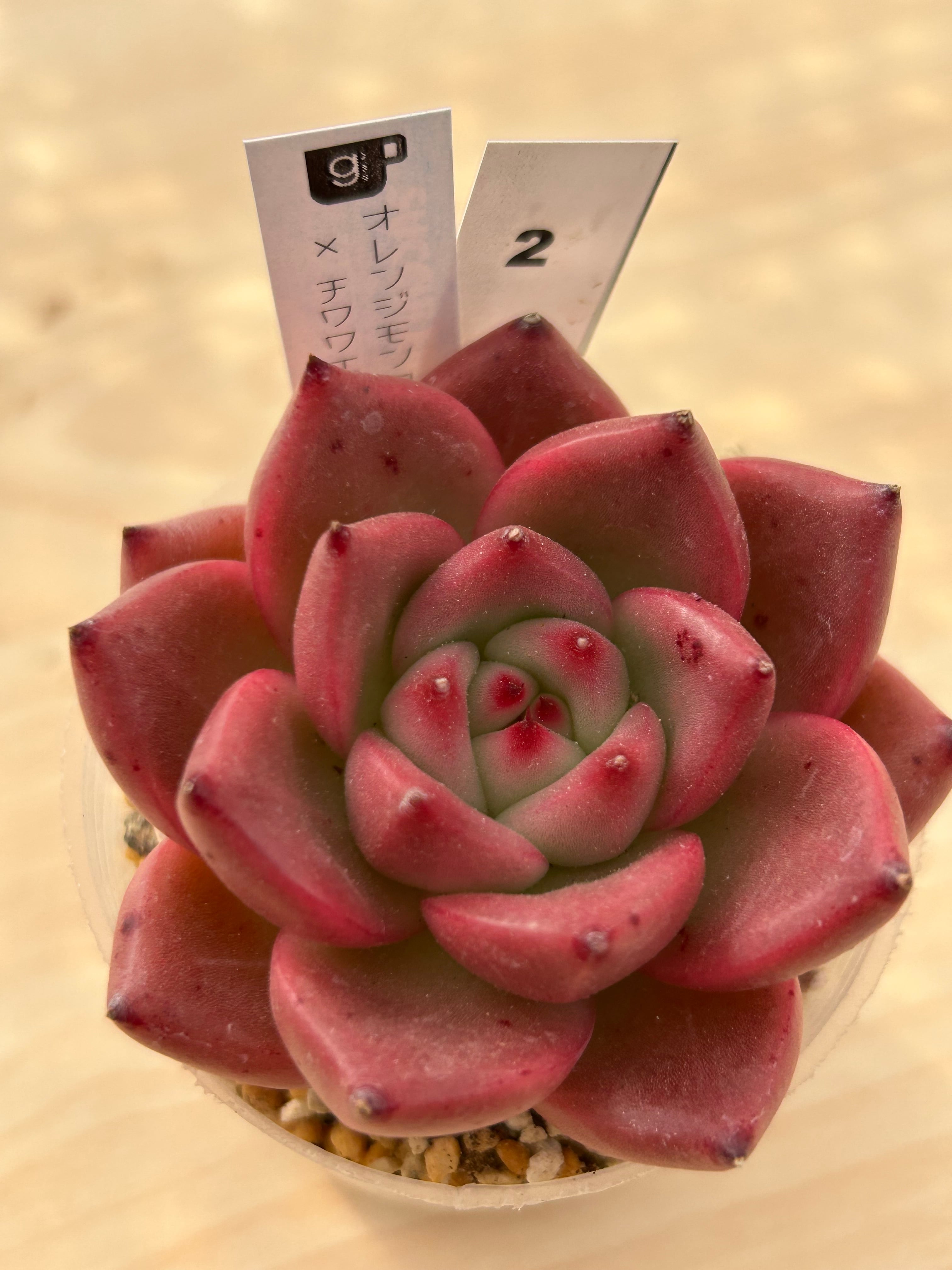 多肉植物 | 多肉植物食堂