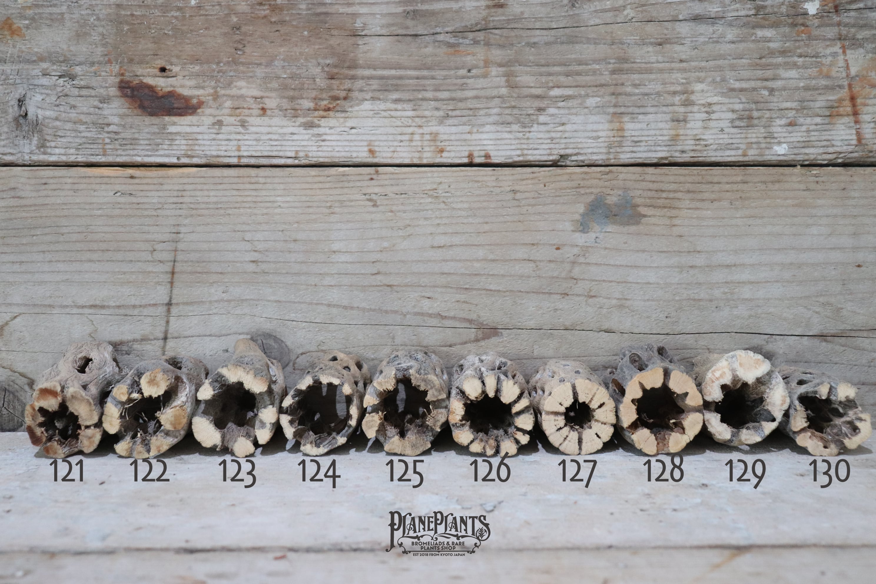 送料無料】カクタス スケルトン S (8-10cm) [S121-180] | plane plants