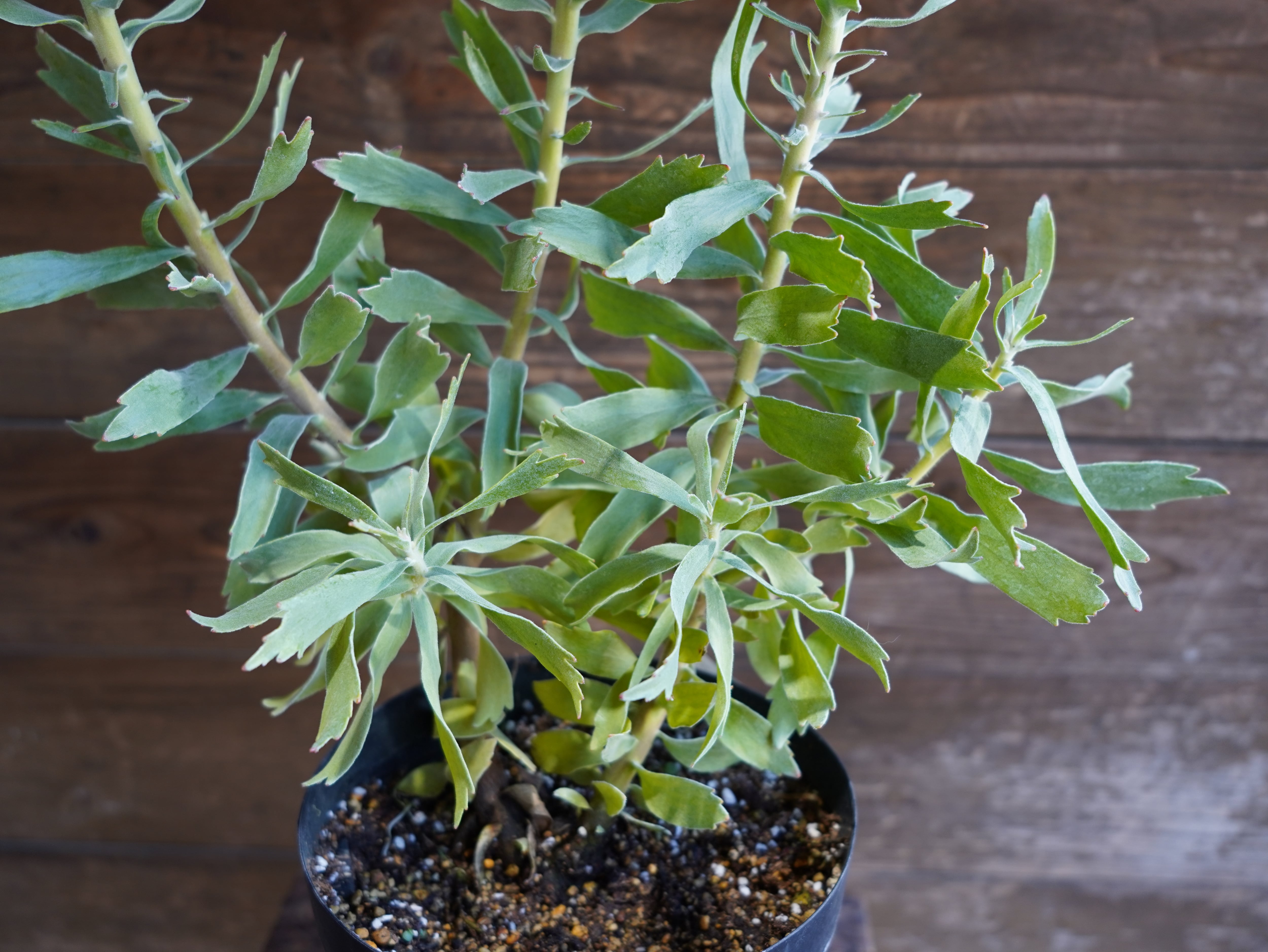 【現物】リューコスペルマム　"カーニバルクリムゾン"