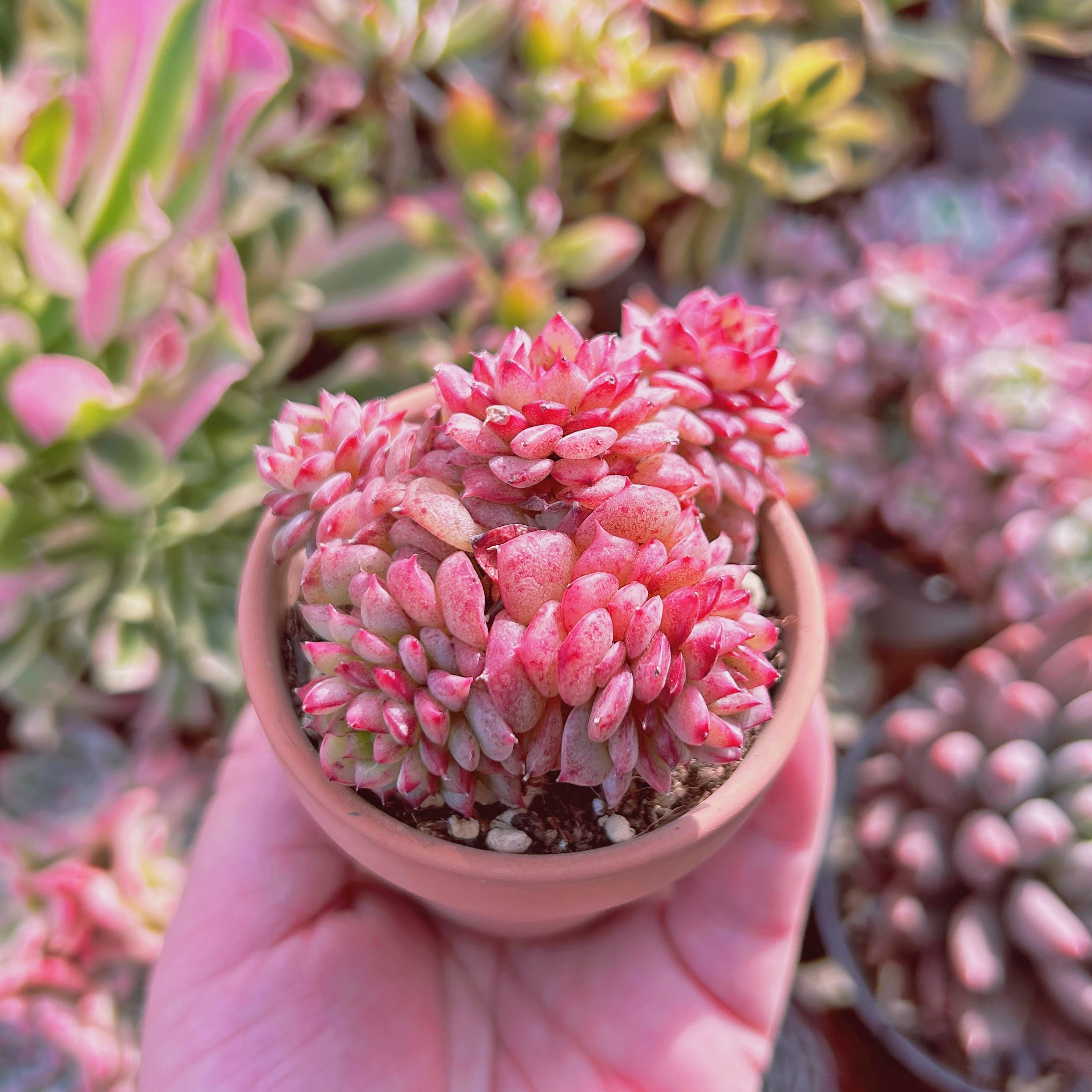 現物 多肉植物 ブルーピーコック | るる農園~多肉植物専門