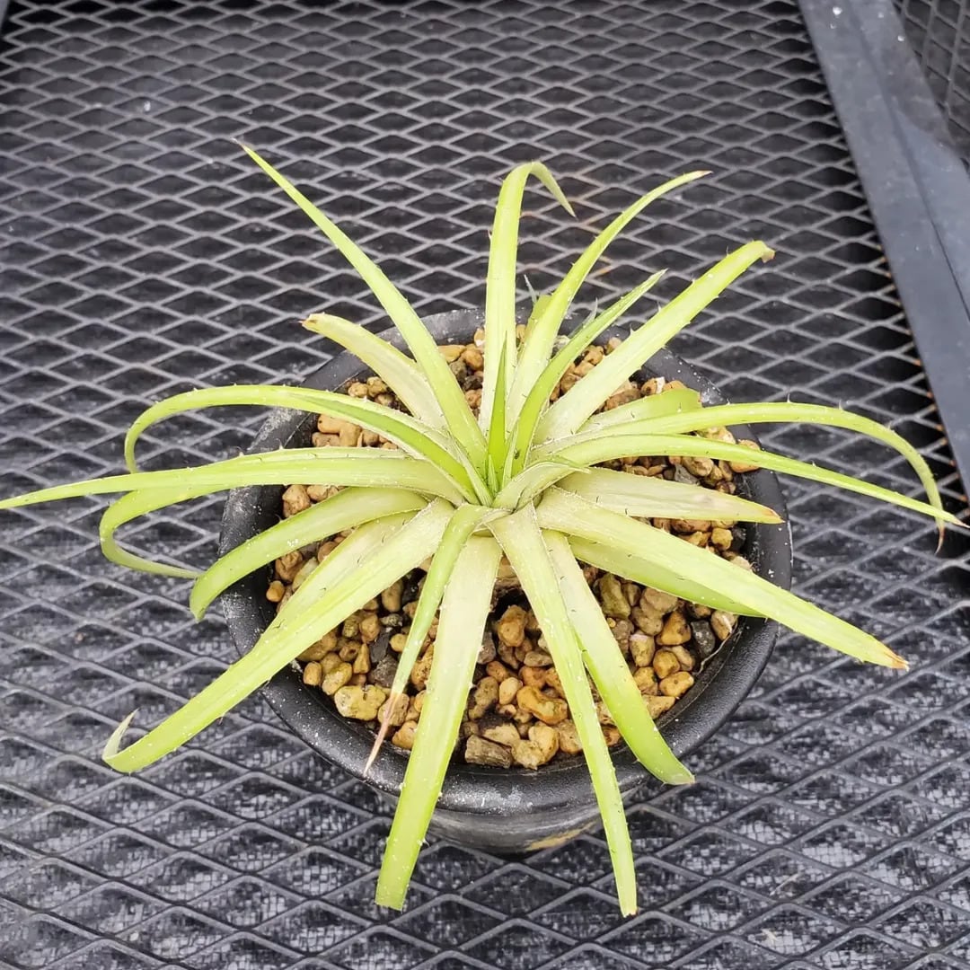 Dyckia（ディッキア） | レアプランツ通販サイトPlants Maniax