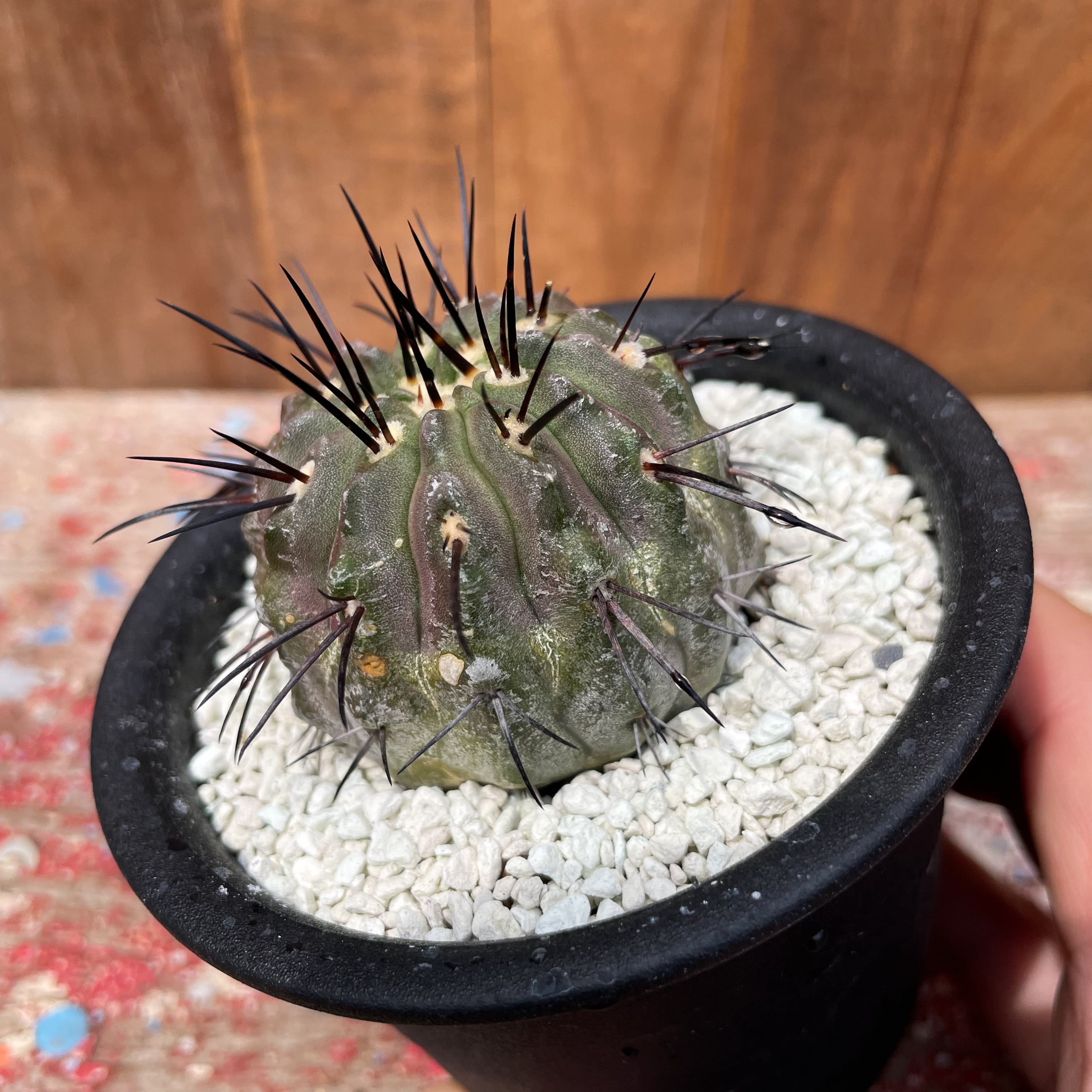 Copiapoa cinerea v. dealbata【コピアポア・黒士冠・実生 Copiapoa cinerea v. dealbata【コピアポア・黒士冠・実生