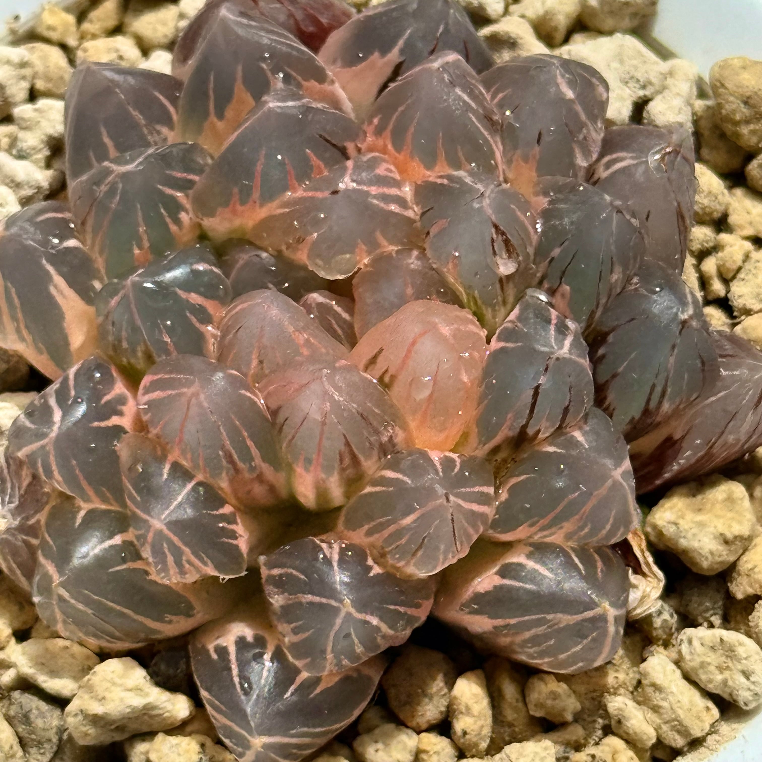 紫王オブツーサ錦 B157 糊斑超美株 | 珍しいハオ楽園