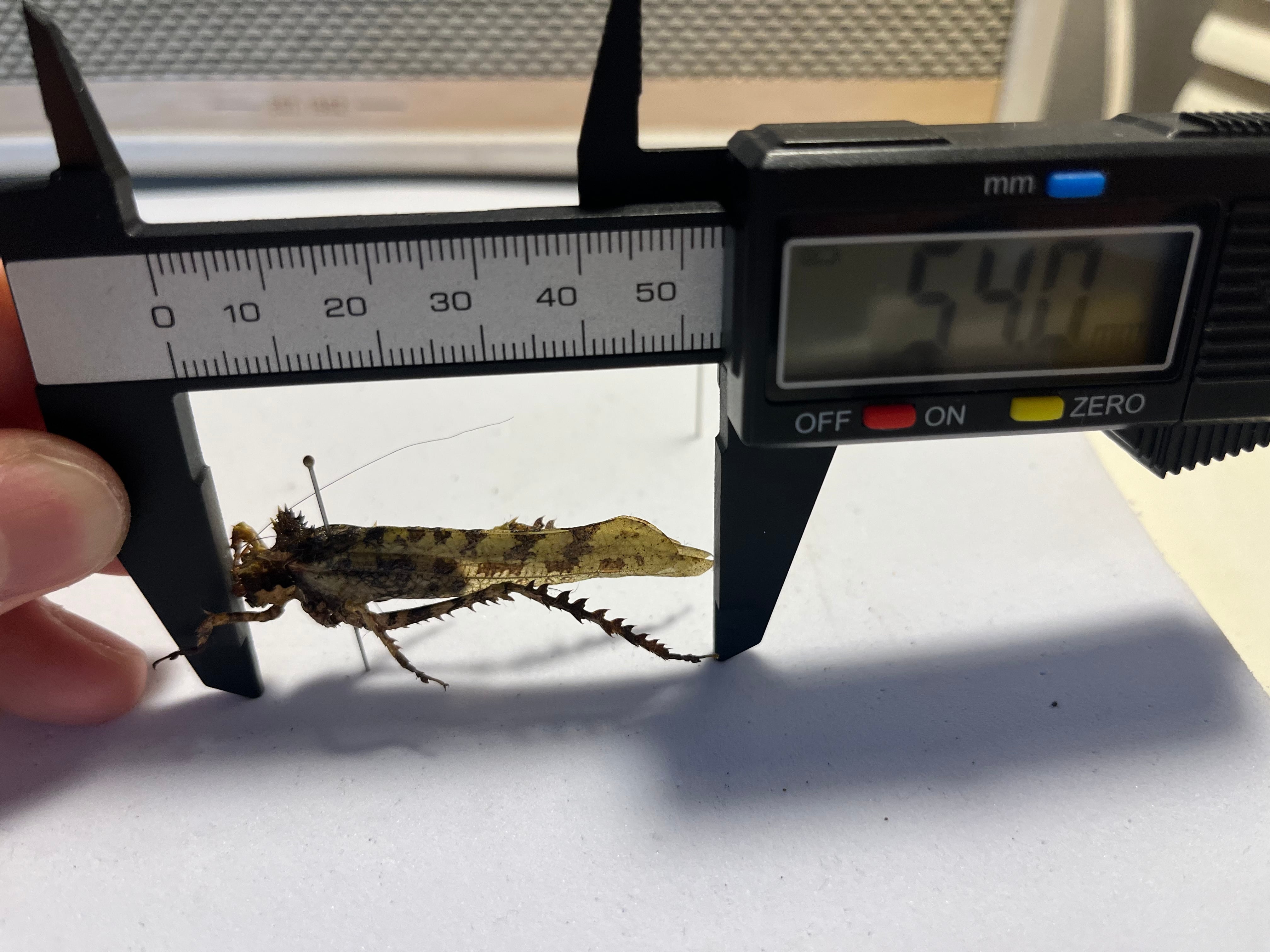 54mm】サルオガセギスに酷似のOrthoptera sp.キリギリス バッタ