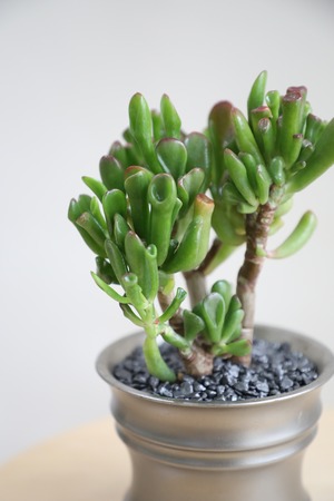 【S】宇宙の木/Crassula ovata Gollum