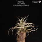 【送料無料】reichenbachii clump〔エアプランツ〕現品発送T3645