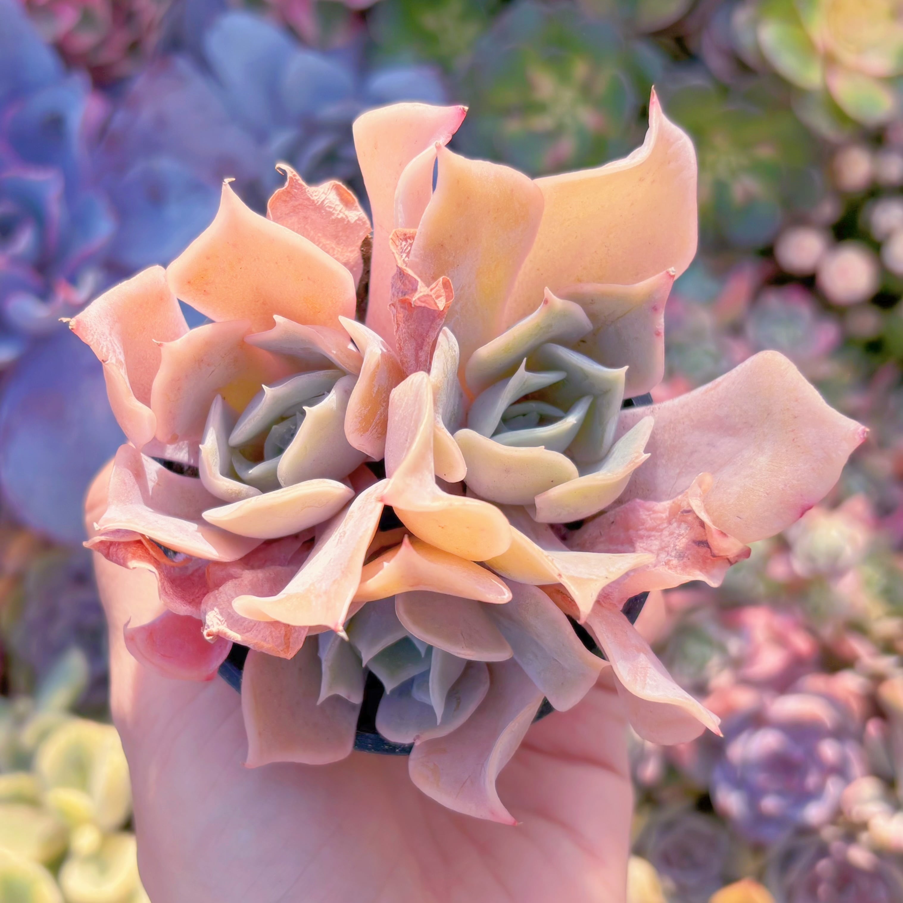 現品　クジラ#003　るる農園