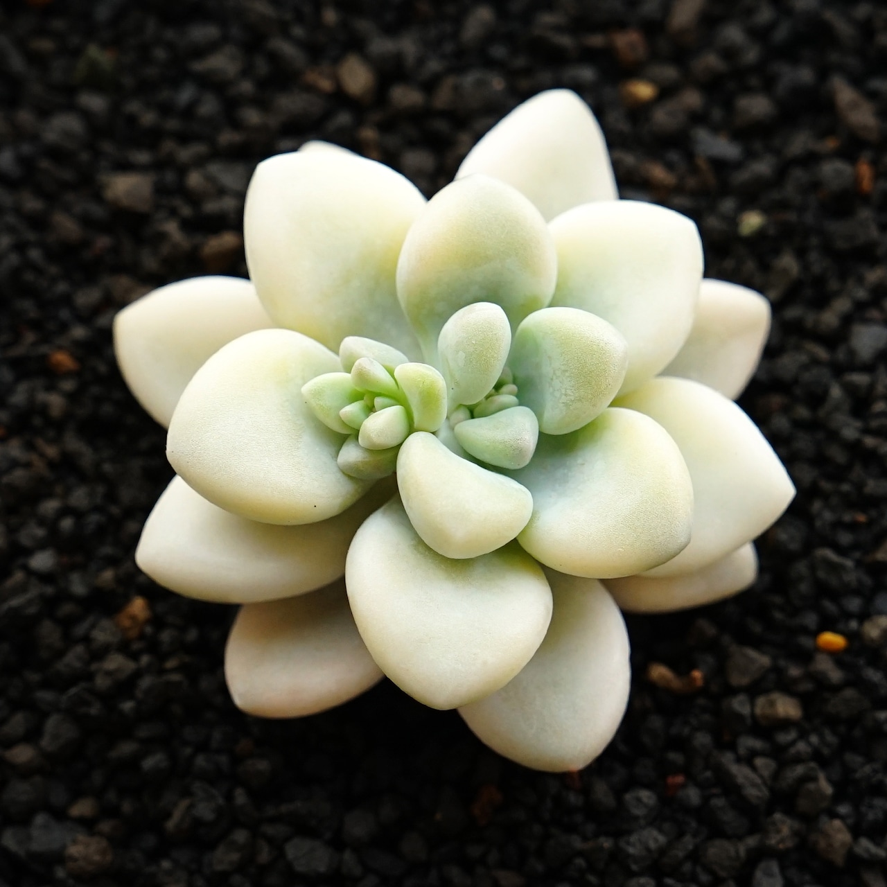 カット苗 エレン錦 Graptoveria 'Ellen Variegated'