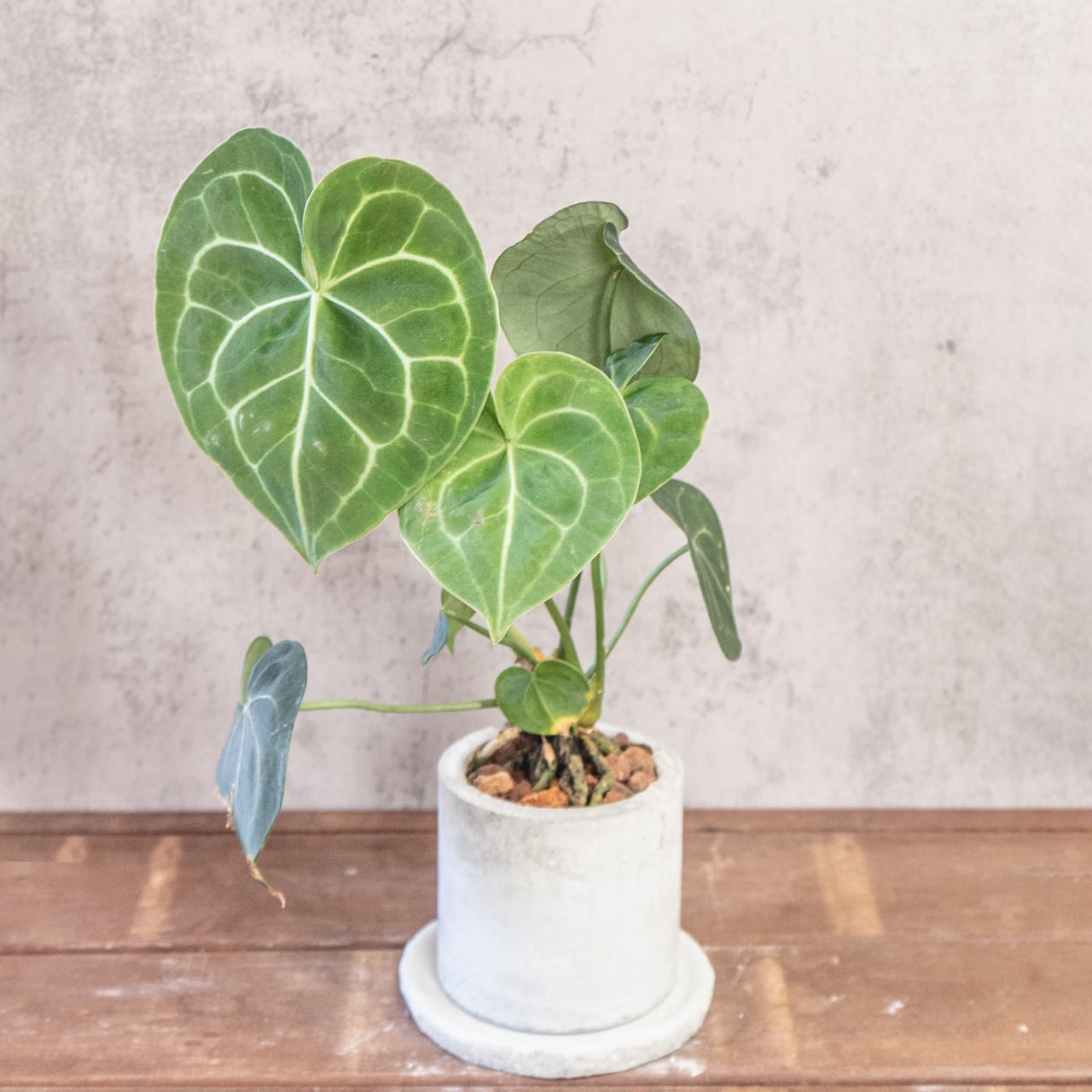 アンスリウム・クリスタリナム|白い葉脈が美しいベルベットリーフ【手作りモルタル鉢】