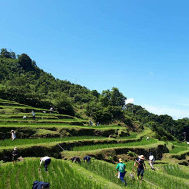 正月飾り【棚田を守ろう会】
