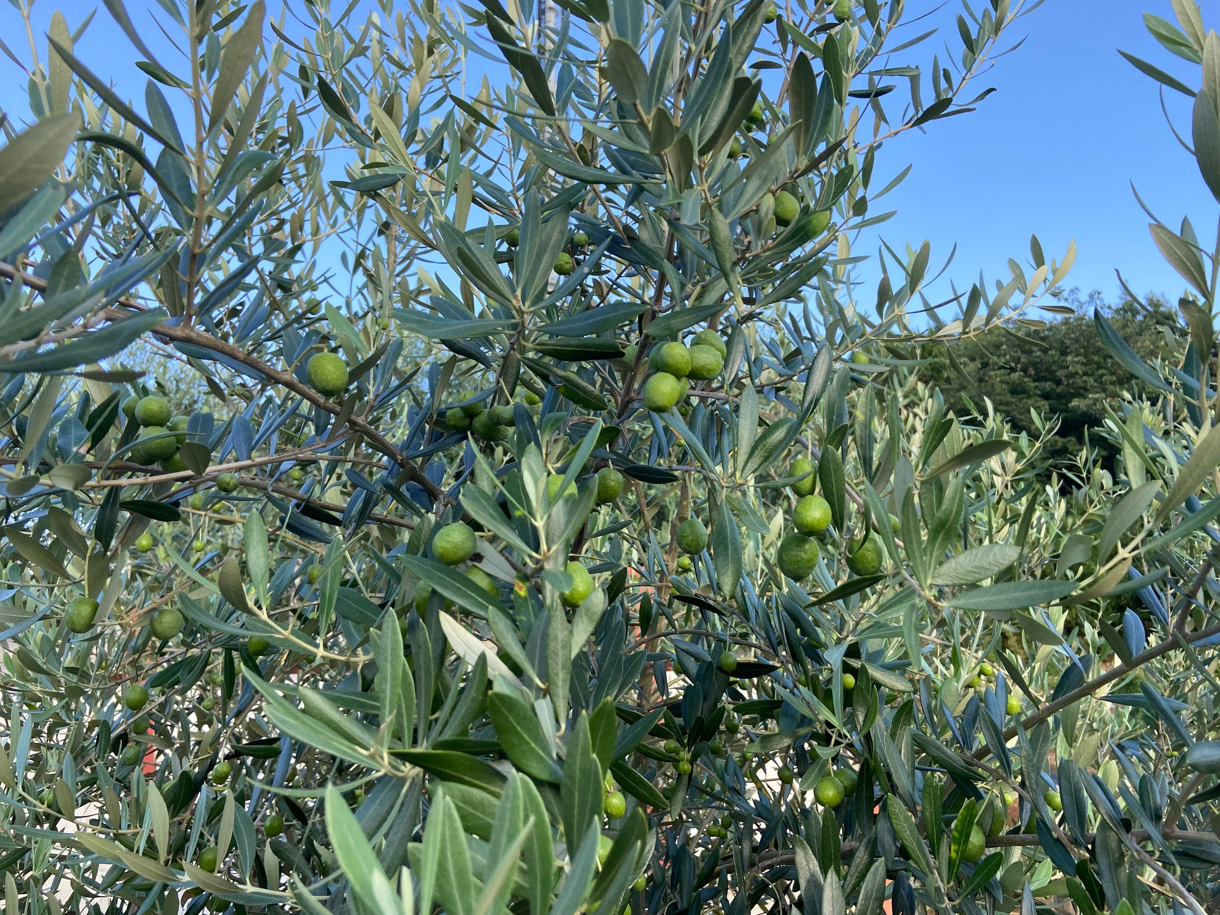 オリーブ リーフ パウダー 30ｇ