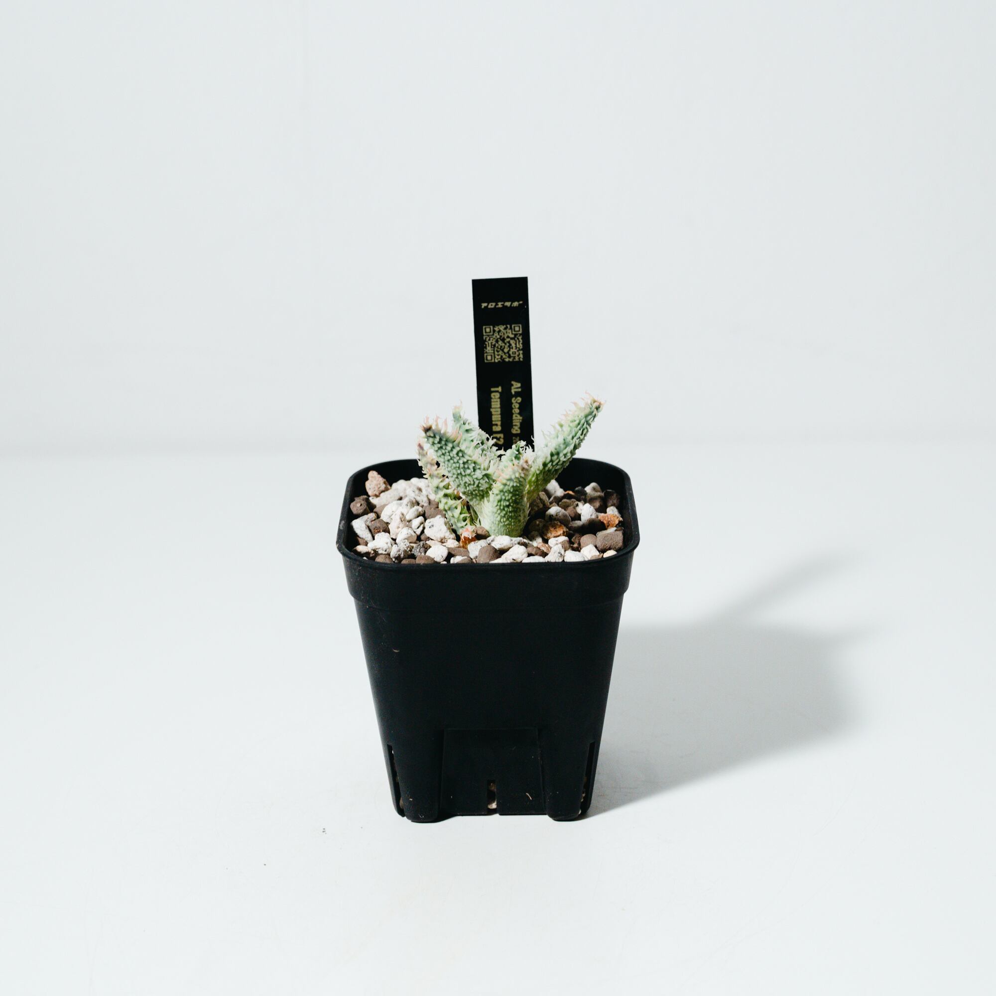アロエラボのアロエ・ハイブリッド（Aloe hybrid）子株_250824 | MERAKI