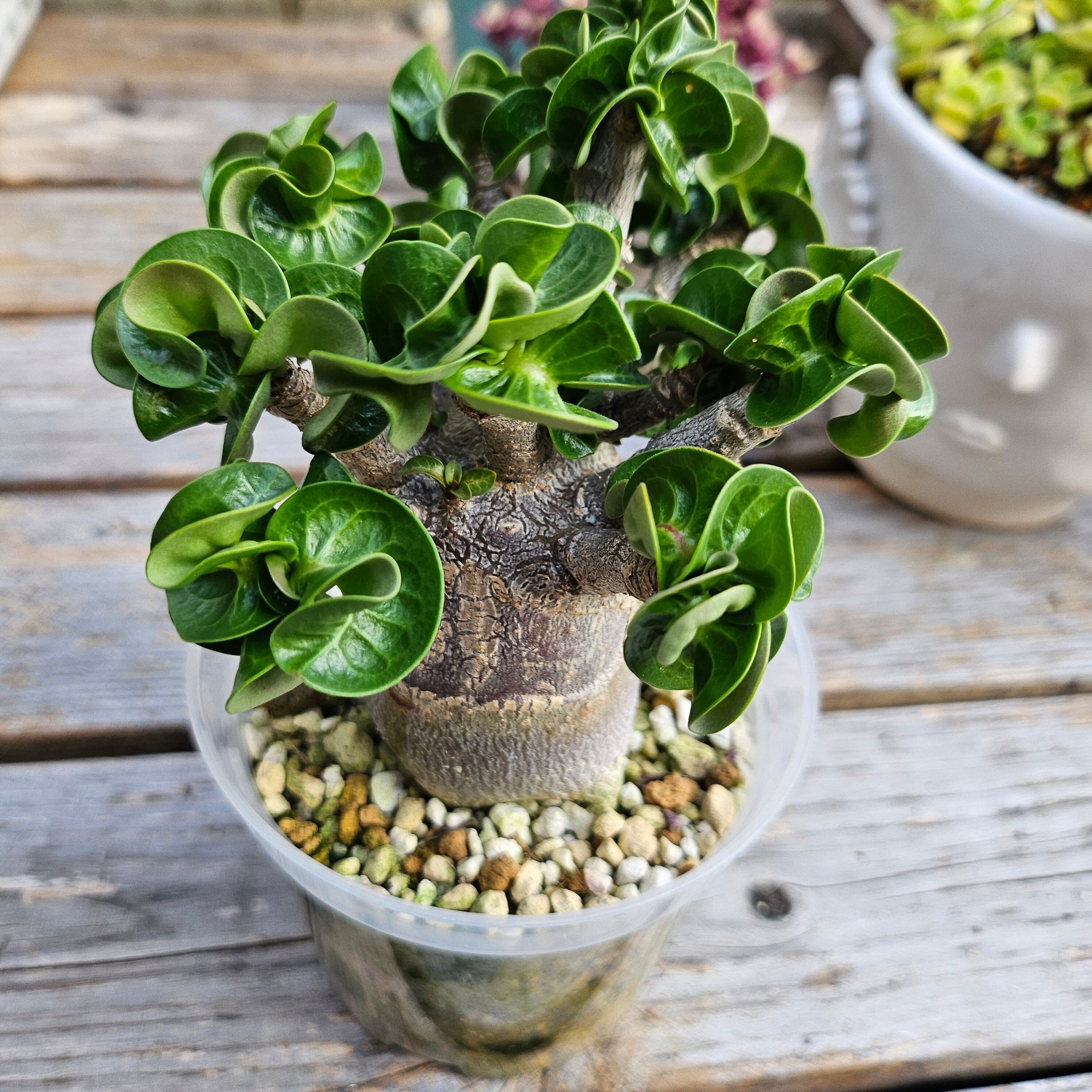 a70 アデニウム 獅子葉 ドーセットホーン コーデックス アラビカム a70 アデニウム 獅子葉 ドーセットホーン コーデックス アラビカム