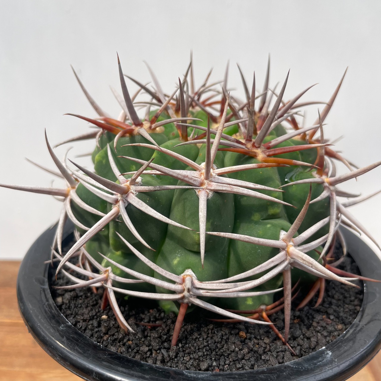 Gymnocalycium hybopleurum v. ferocior【ギムノカリキウム・フェロシオール】