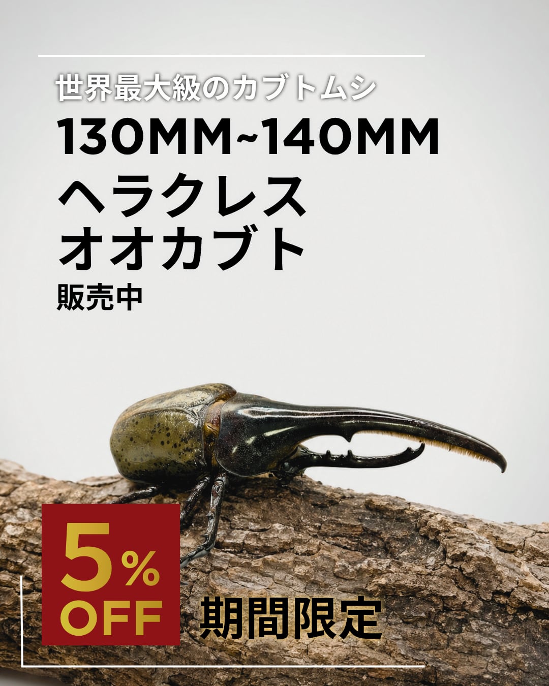 死着保証◯】130mm~140mm ヘラクレスオオカブト 成虫 オス