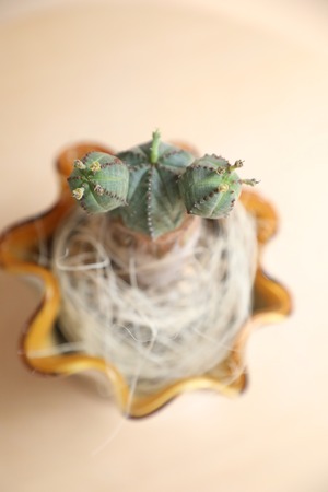 【S】オベサブロウ/Euphorbia obesa × sabrakia
