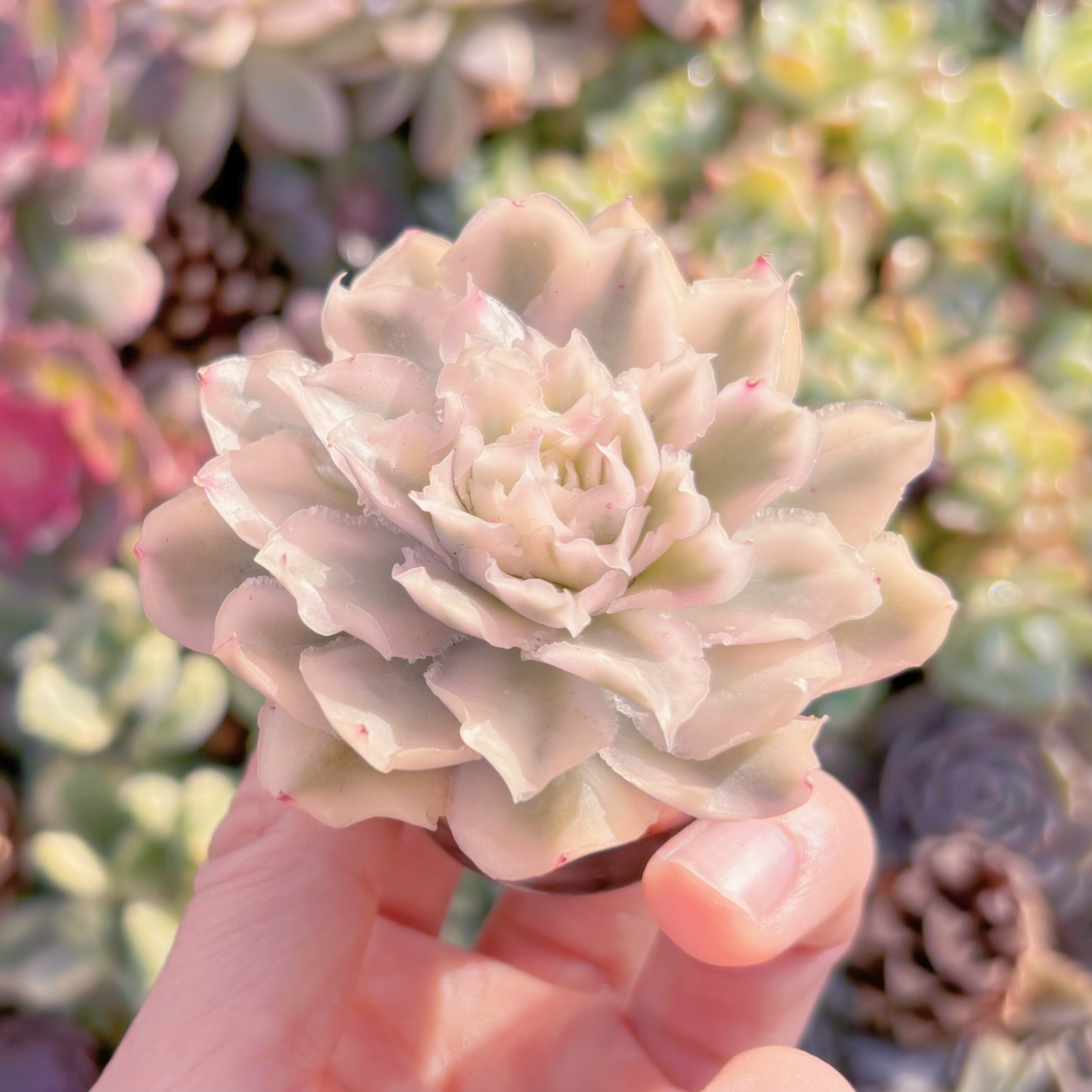多肉植物 パープルバタフライ錦 新入荷 るる農園 | るる農園~多肉植物専門