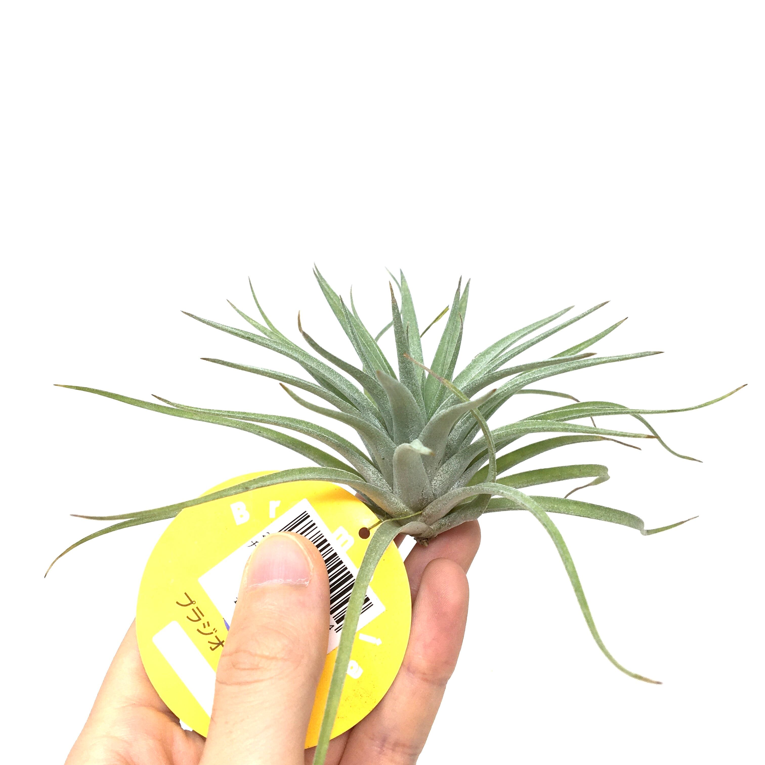 (レア)チランジア　アトロビオラセア　(DP) レア)チランジア アトロビオラセア (DP) レア)チランジア アトロ