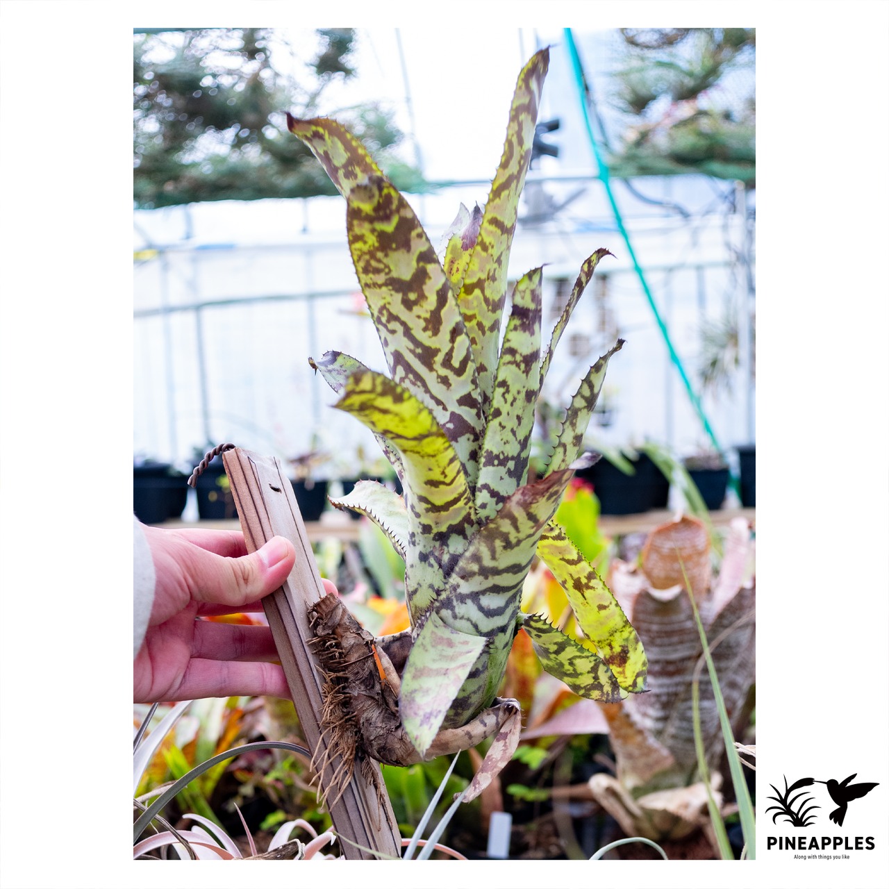 Aechmea 'Bert' (BRT) - 1