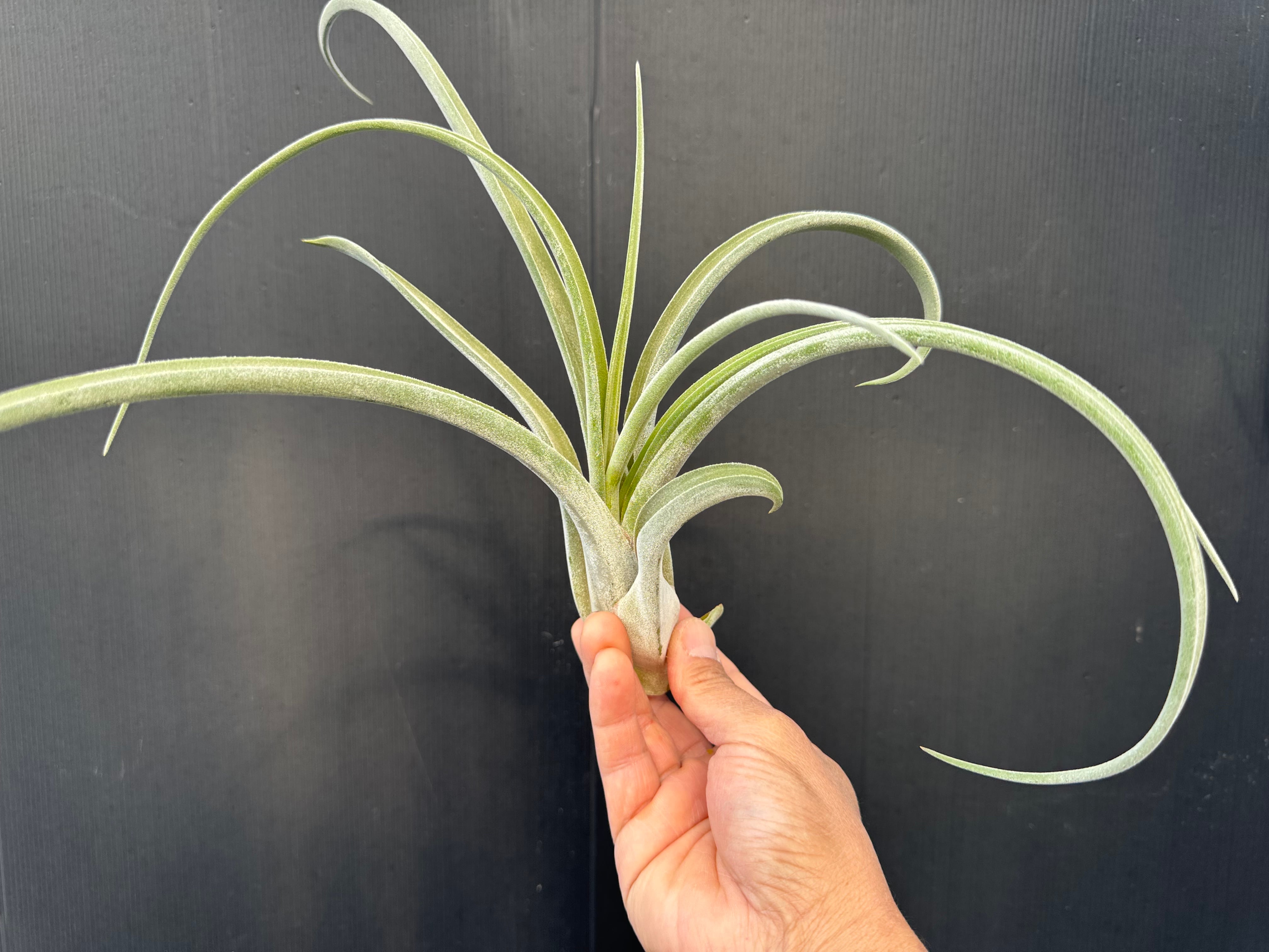 キセログラフィカ XXL xerographica XXL | クルール プランツ couleur