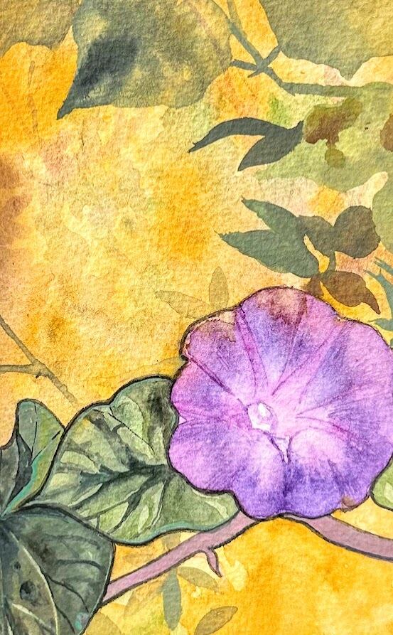 朝顔の水彩画 | DARENIHO ARTSHOP