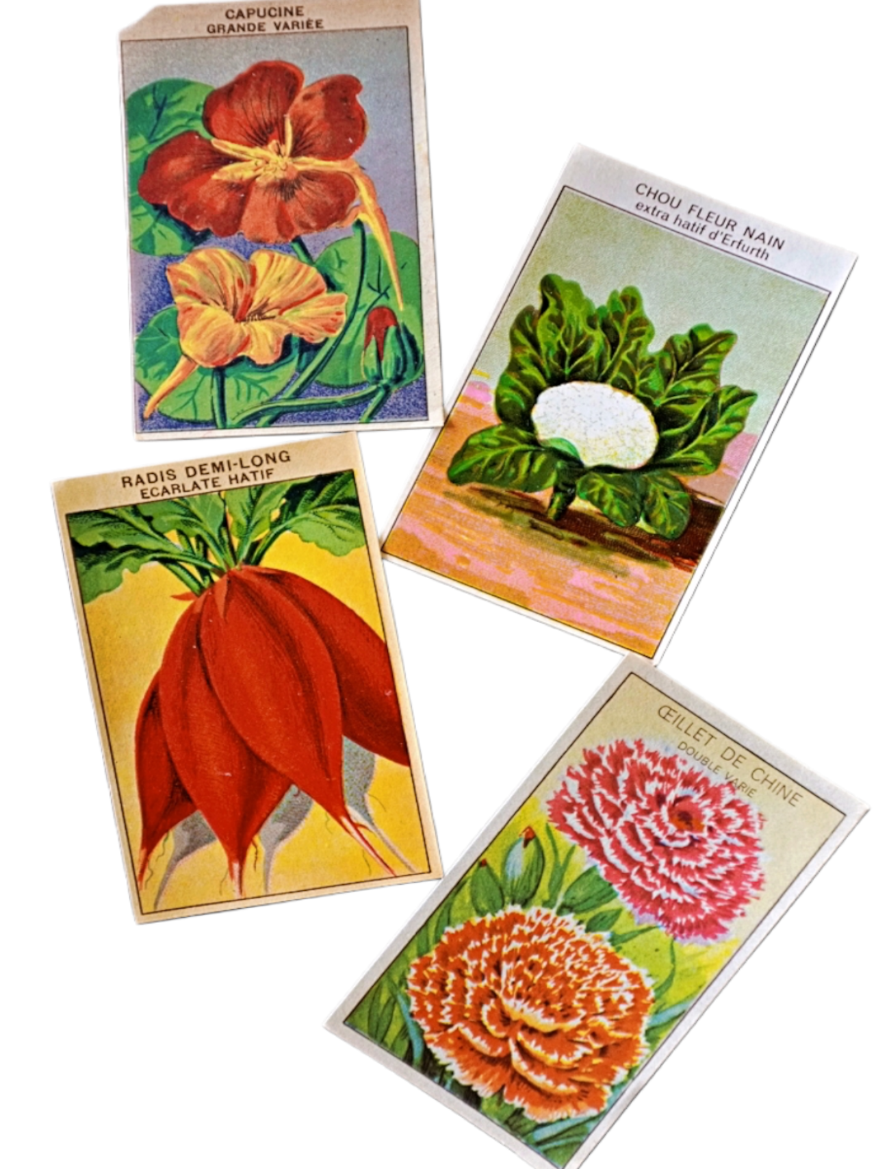 20s フランス 4set 膨満な花々と野菜たち 種子袋用ラベルa アンティーク
