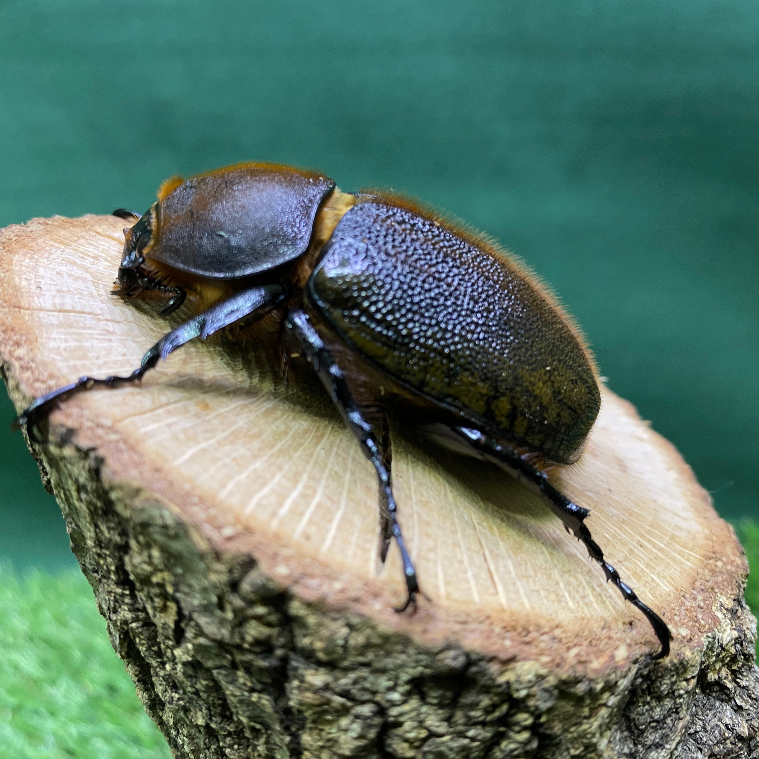 DHヘラクレス 【OF136血統】♂140ミリ ♀66ミリペア